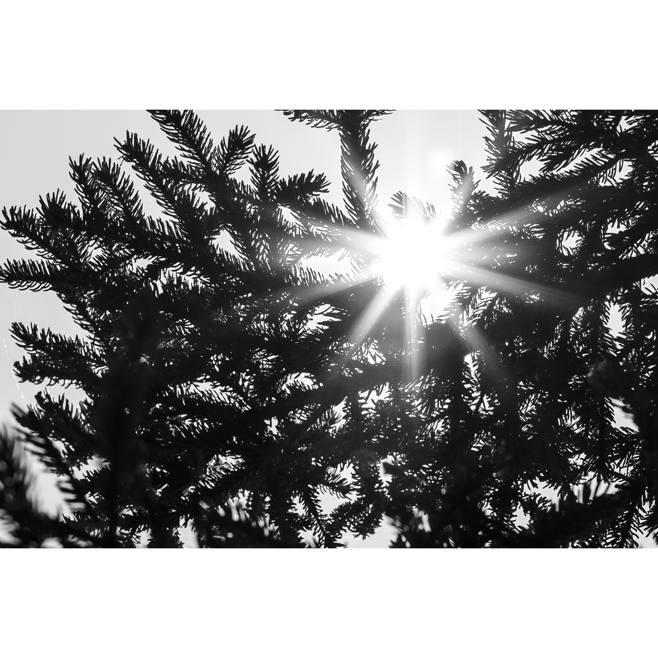 Sun X