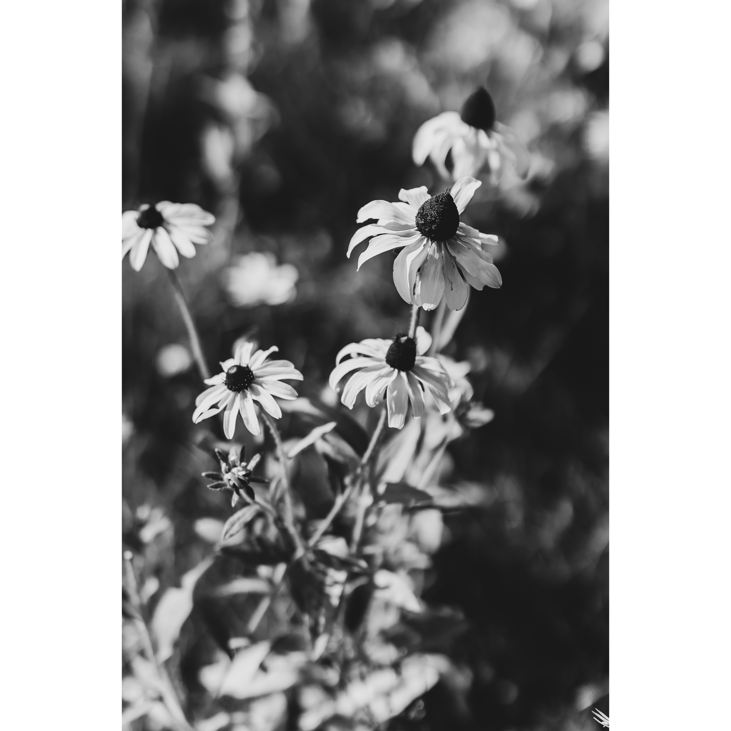 Black-Eyed Susan II