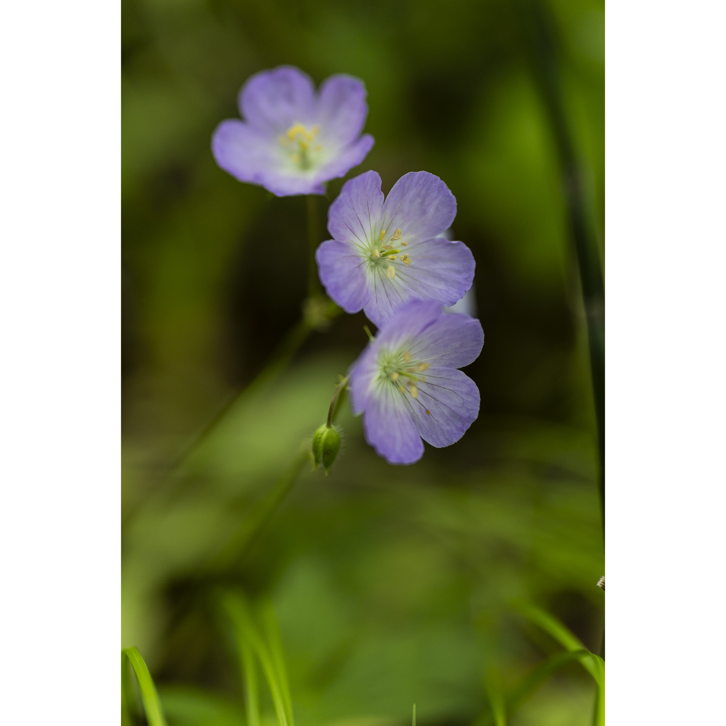 Wild Geranium
