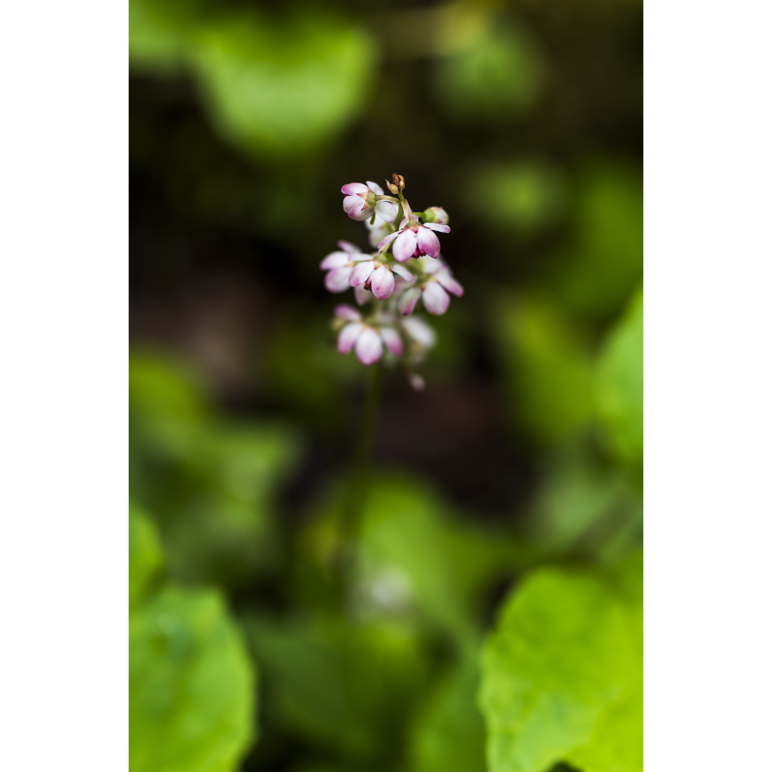 Pink Wintergreen