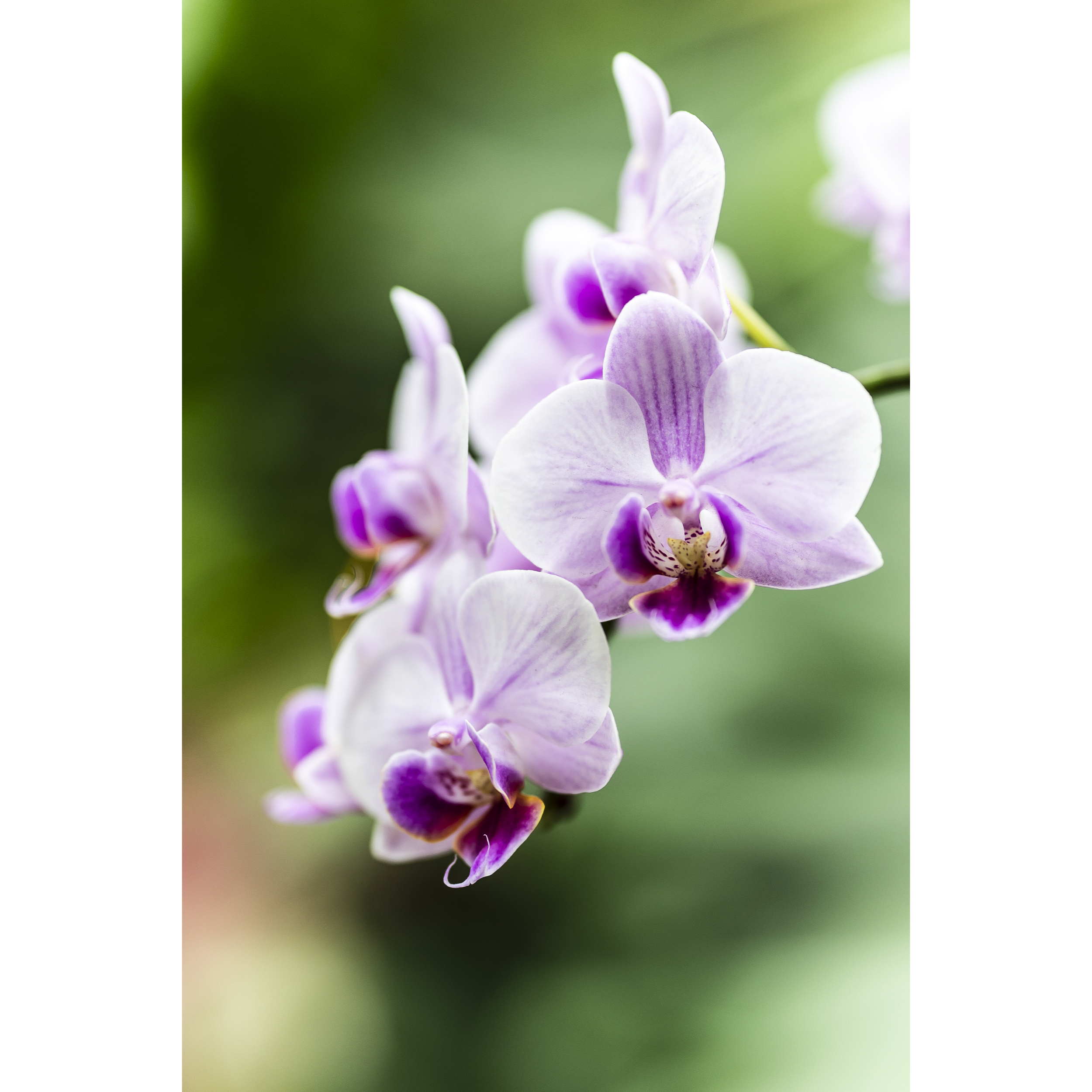 Orchid I