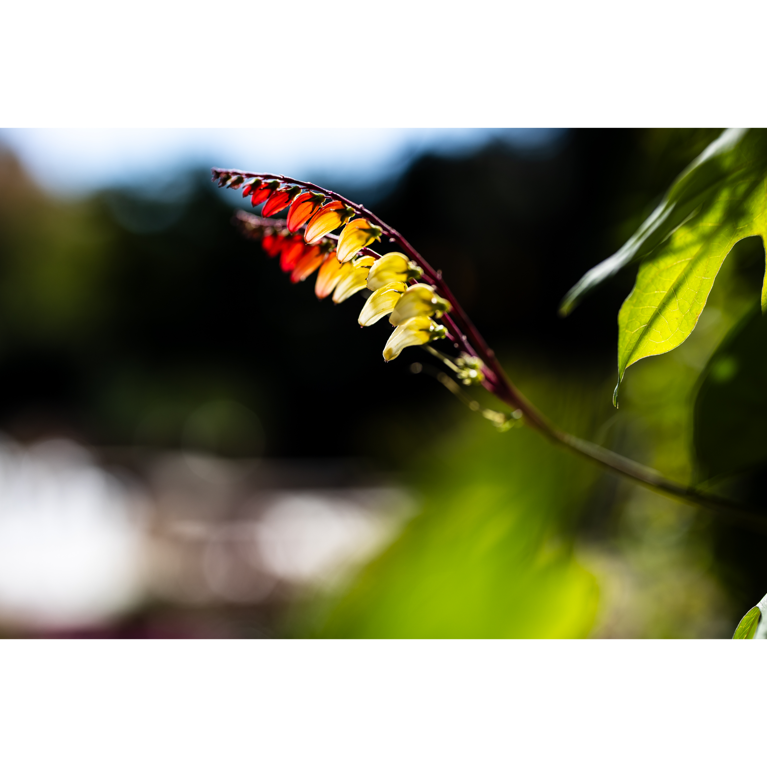 Firecracker Vine