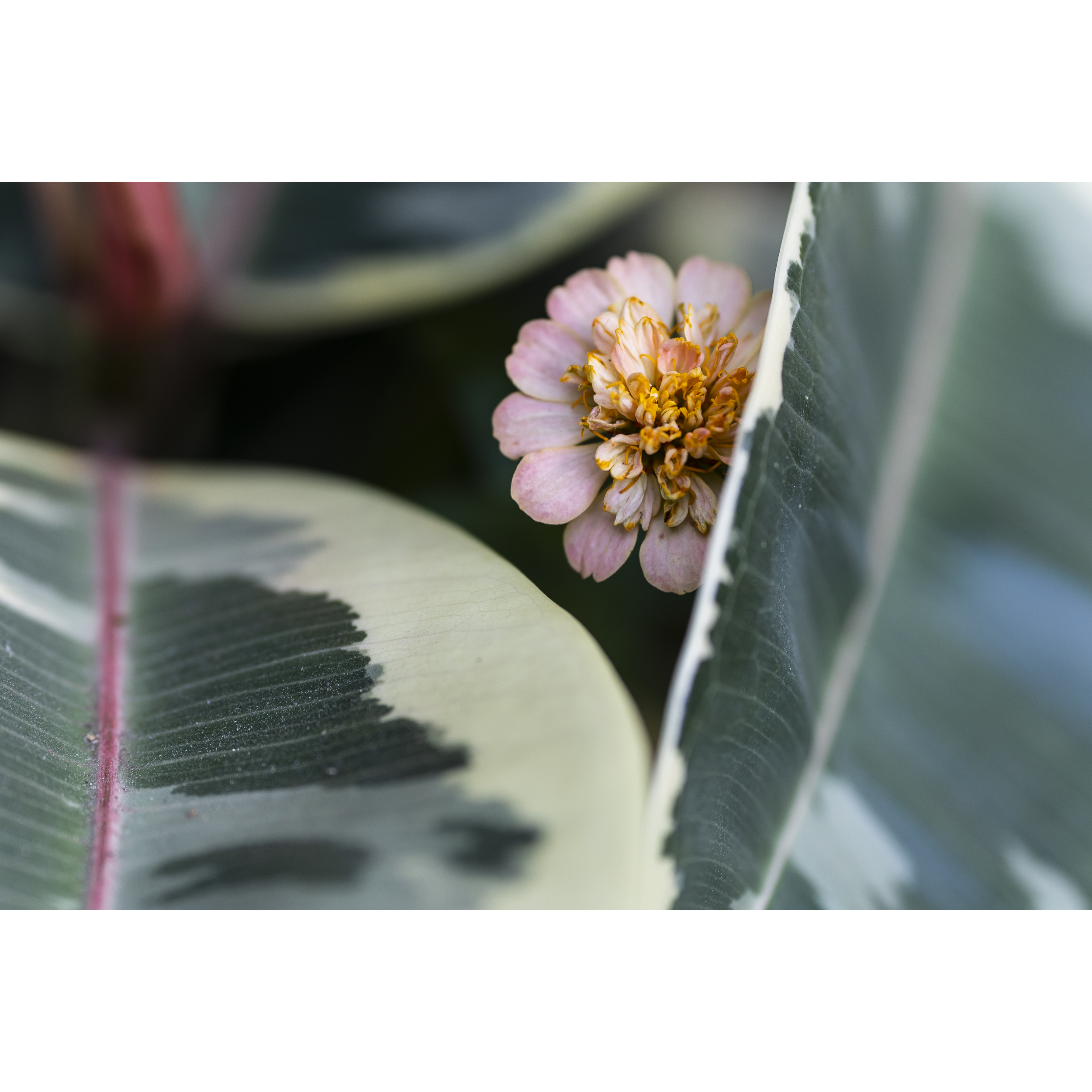 Shy Flower