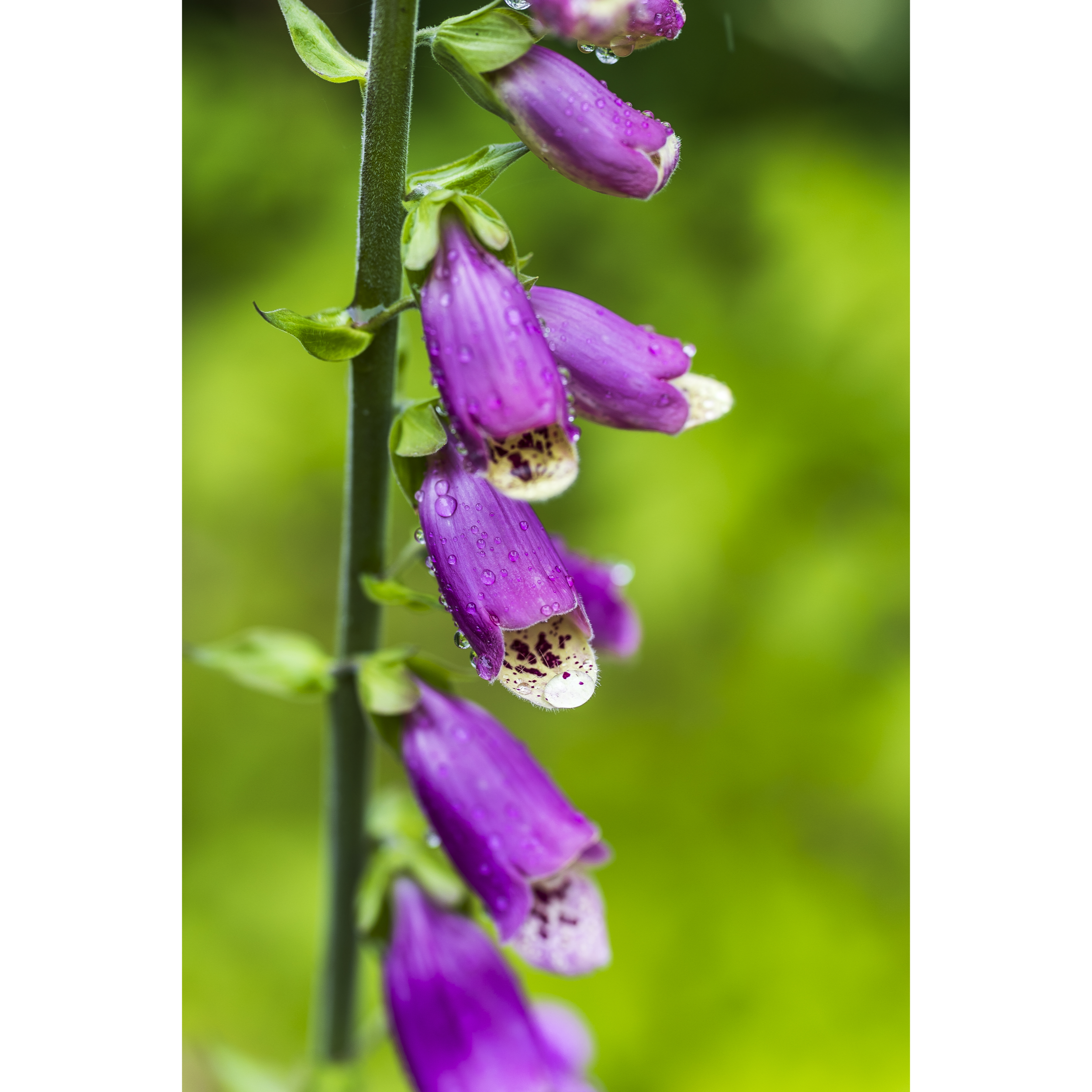Foxglove
