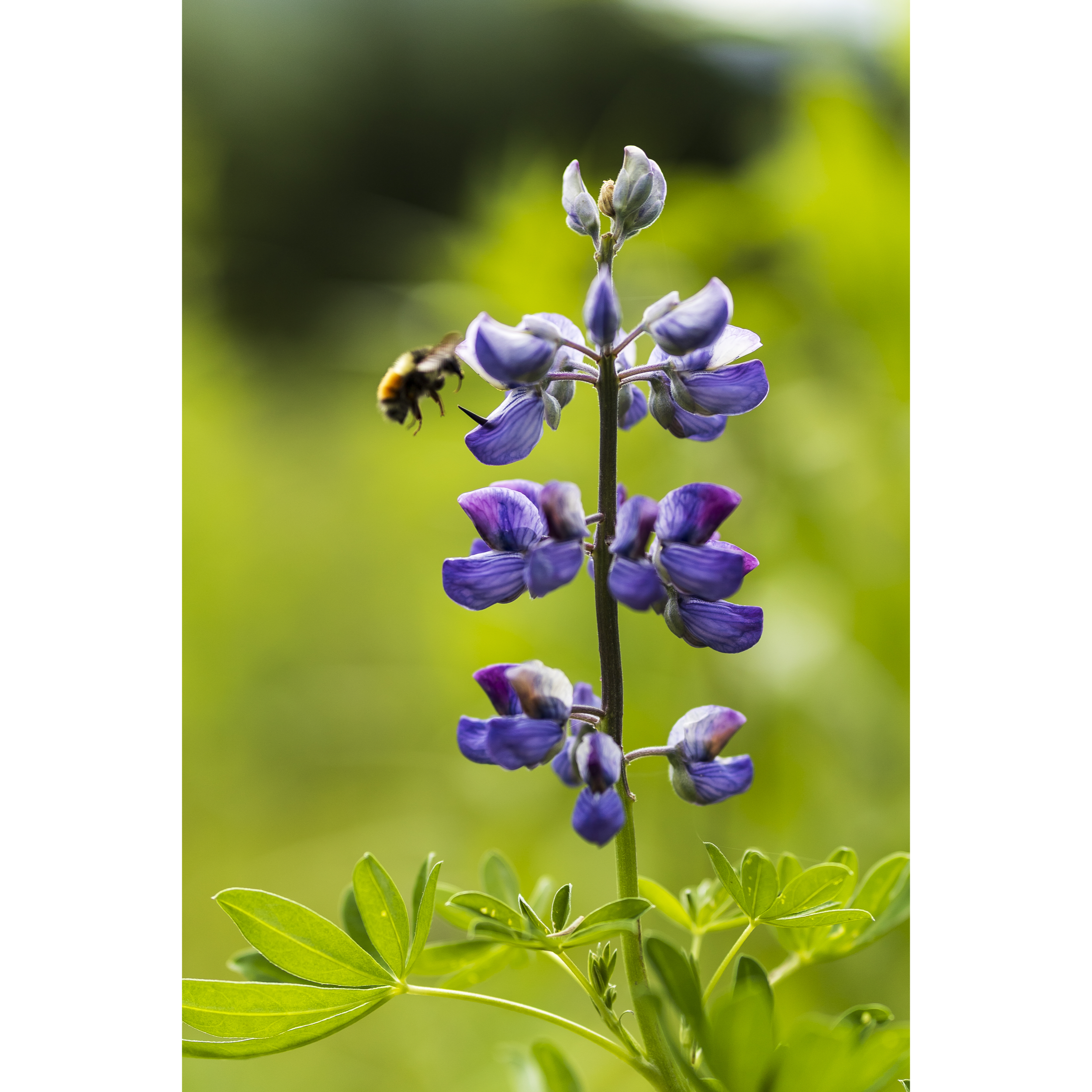 Lupine I