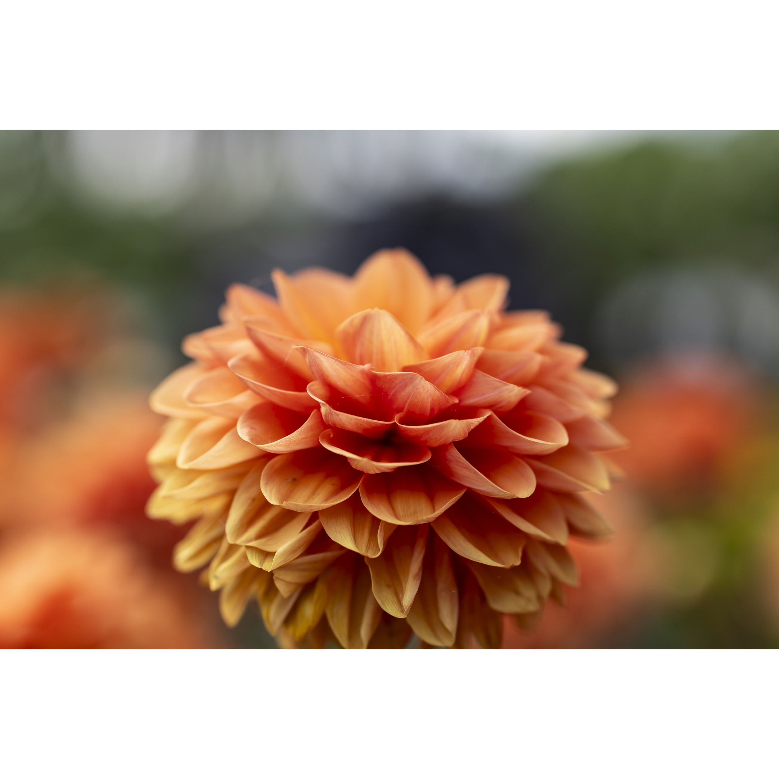 Dahlia II
