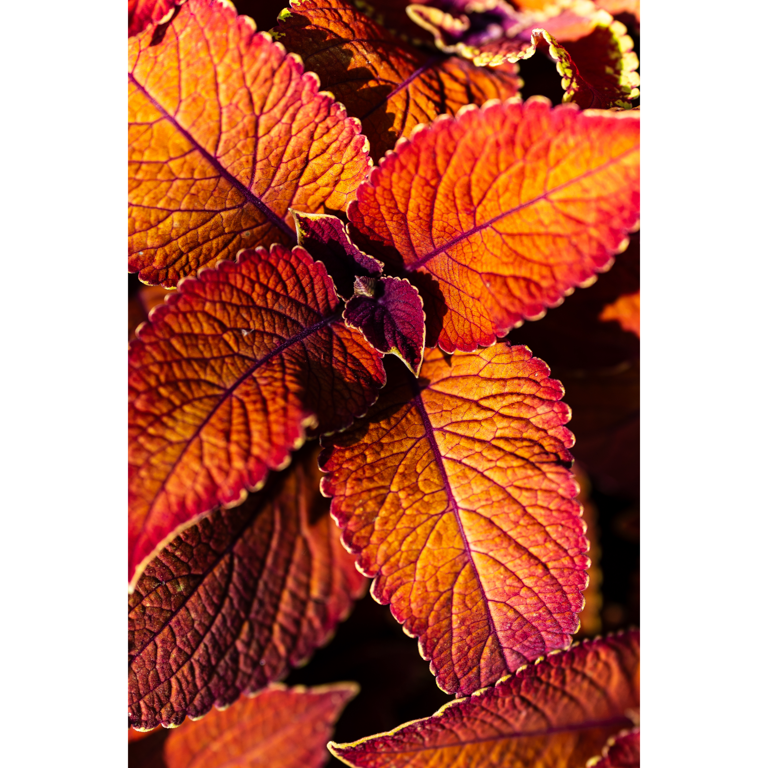 Coleus