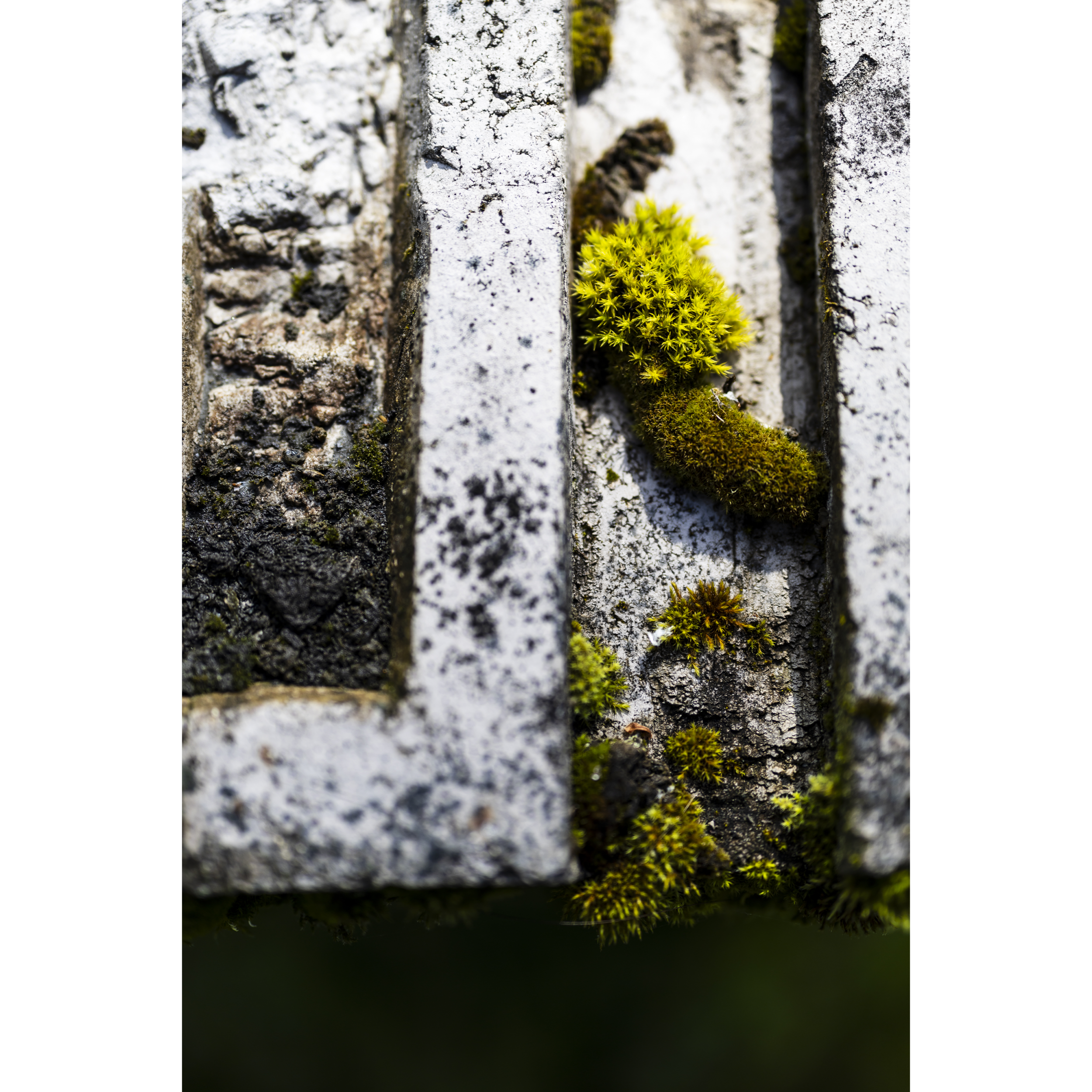 Moss