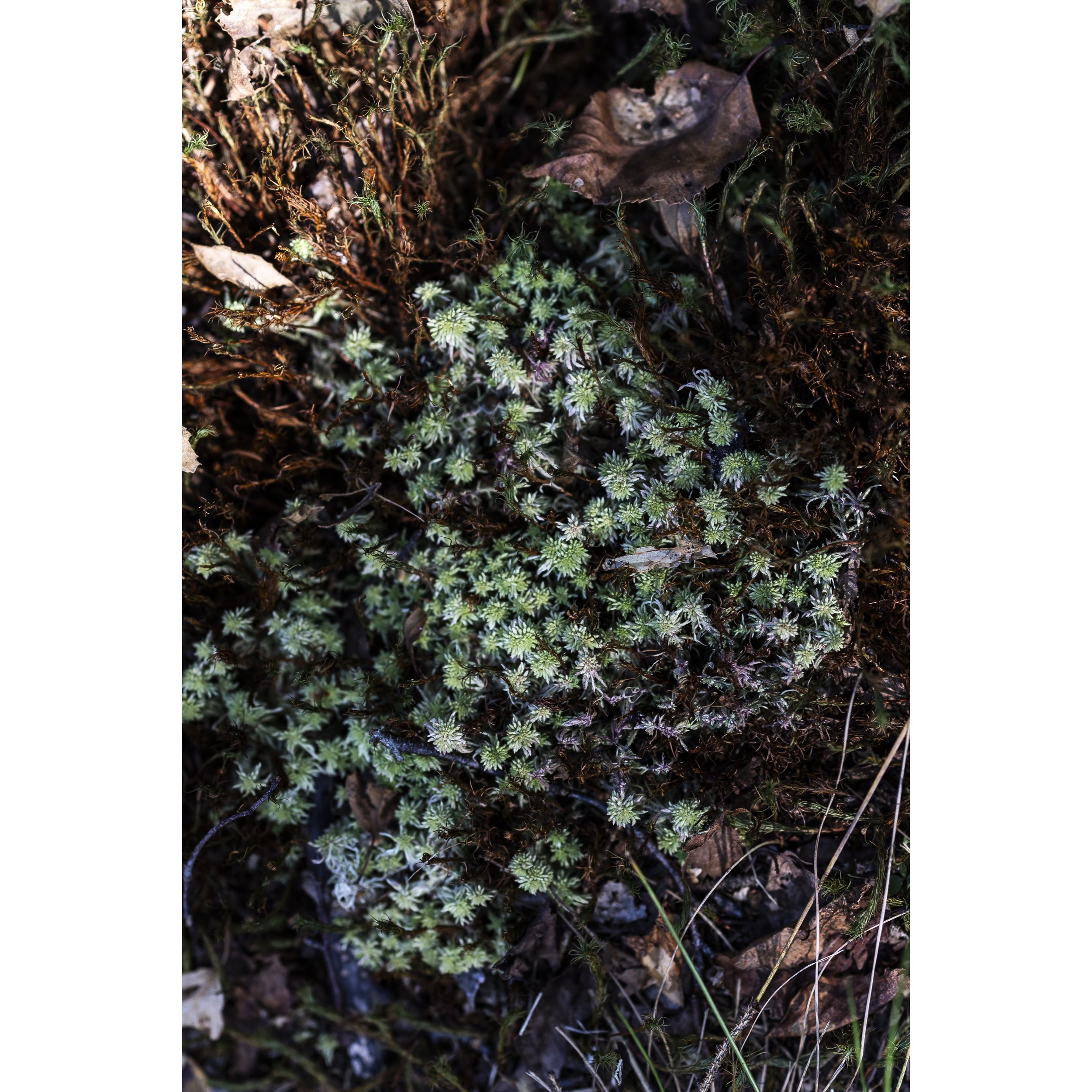 Sphagnum Moss