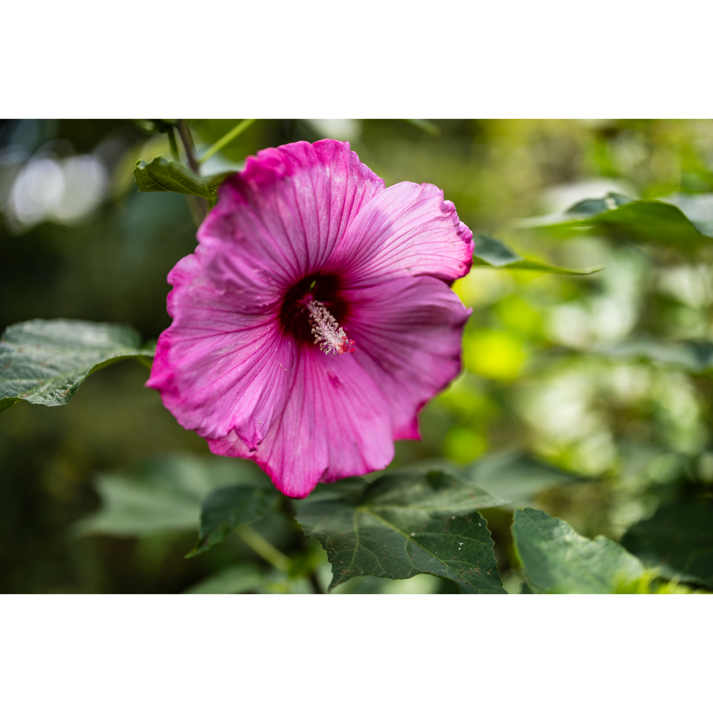 Hibiscus