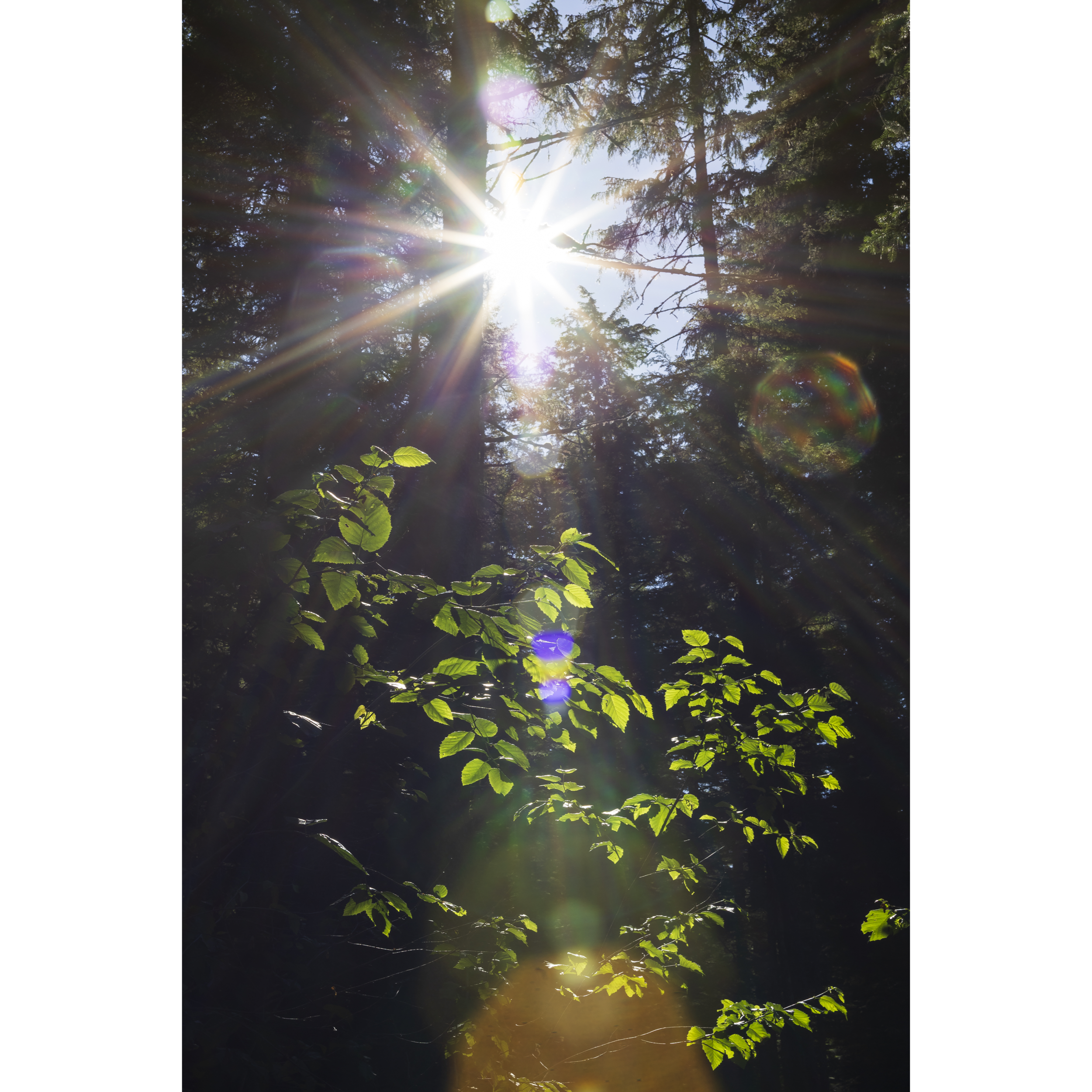 Sun XLV