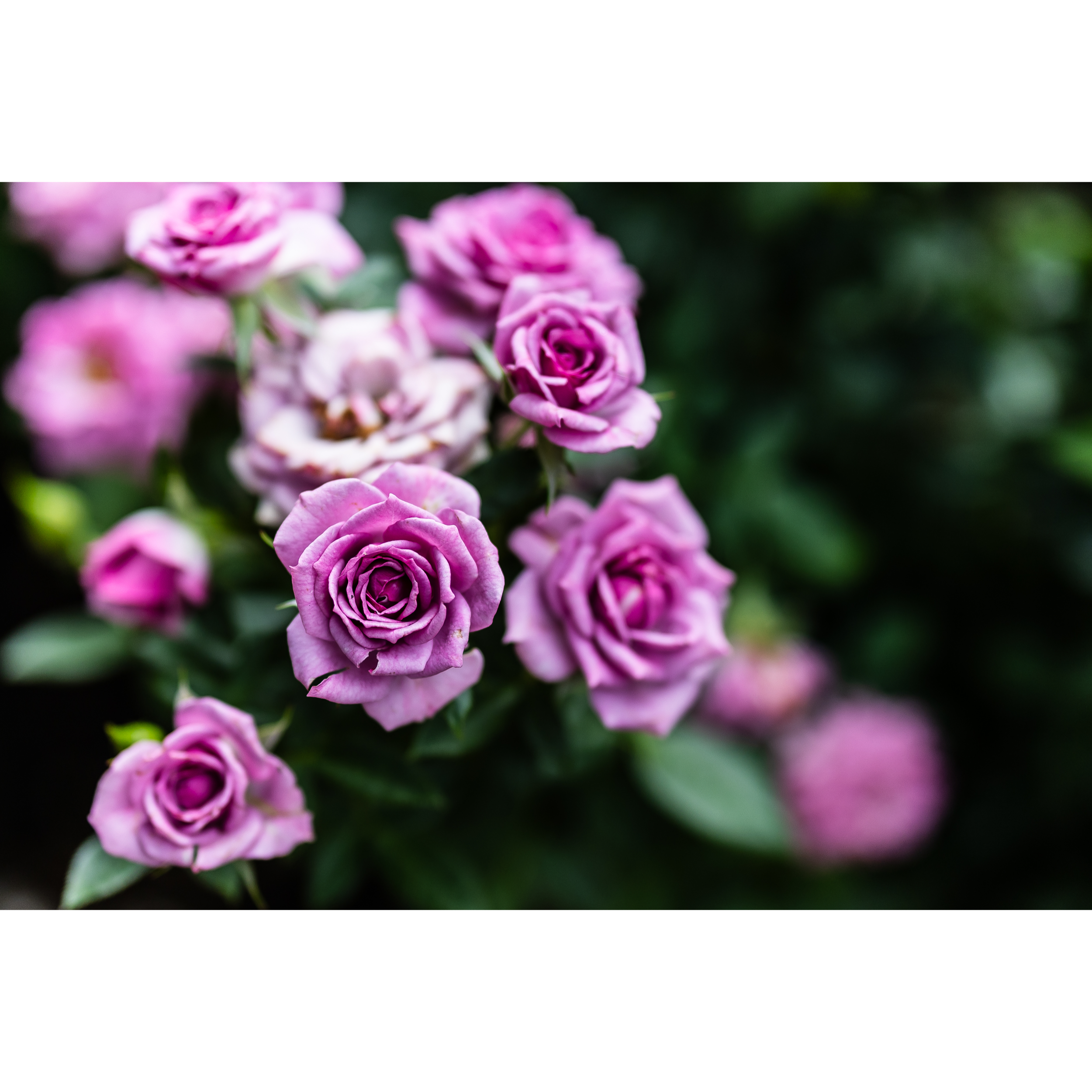 Roses IV