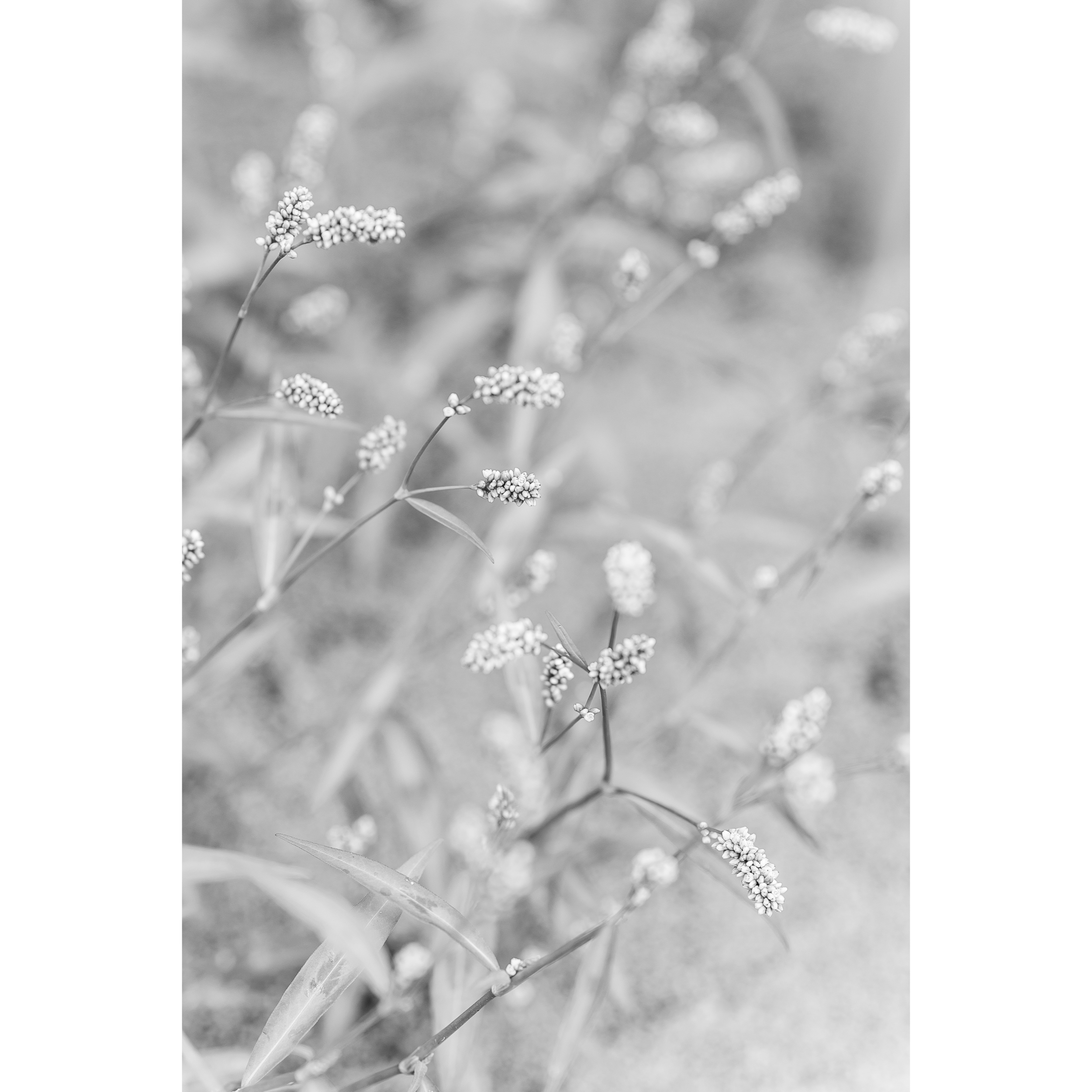Persicaria
