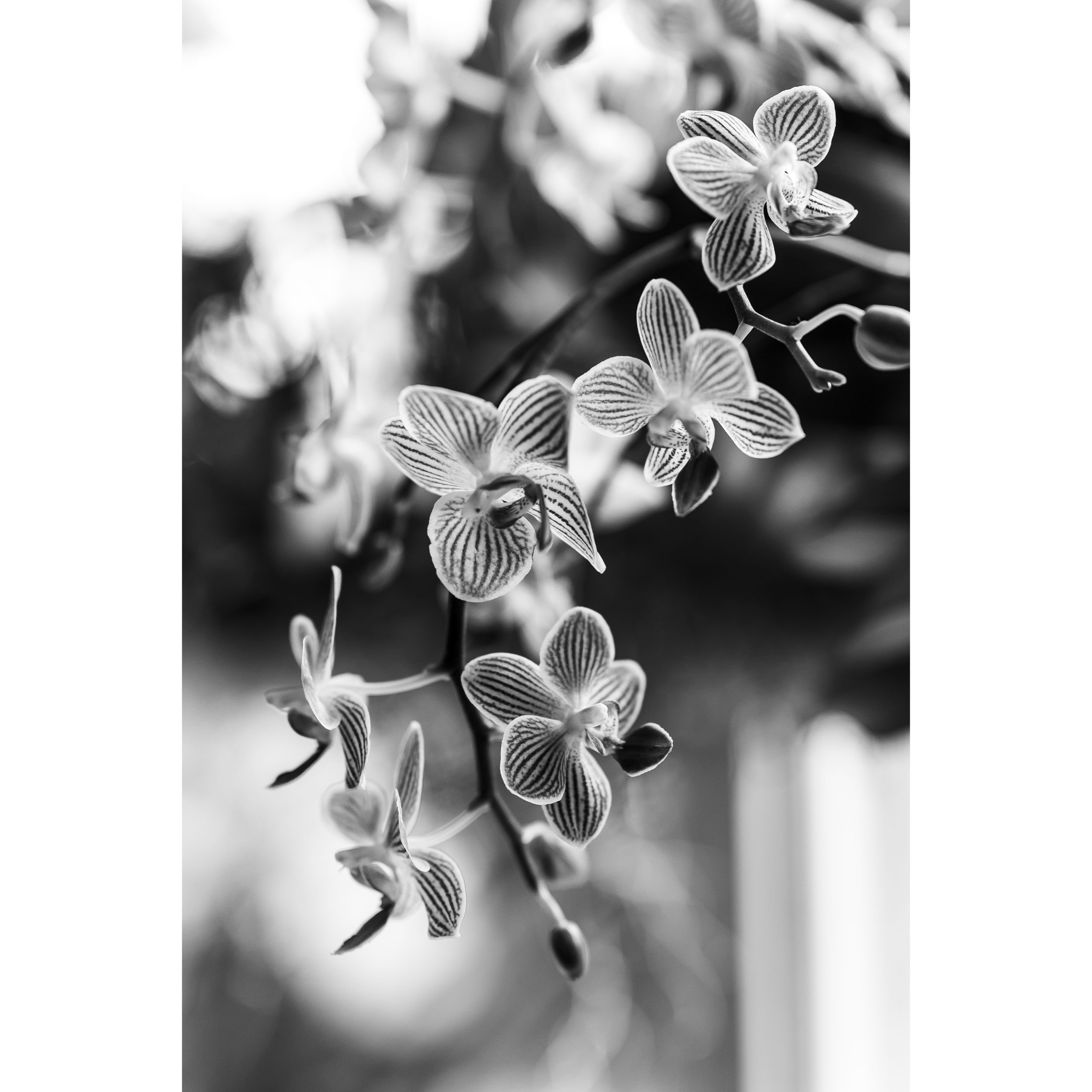 Orchid II