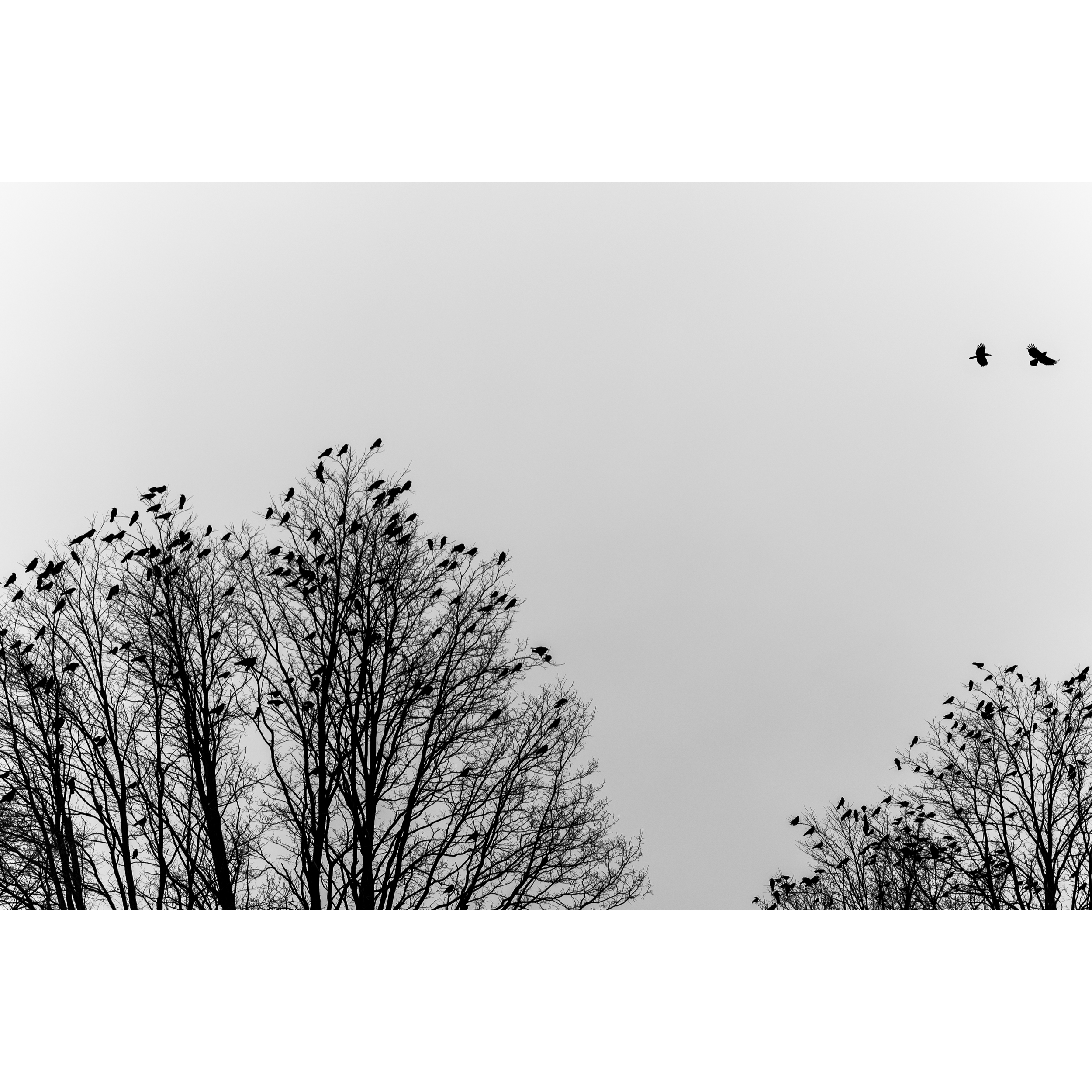 Indiana Crows