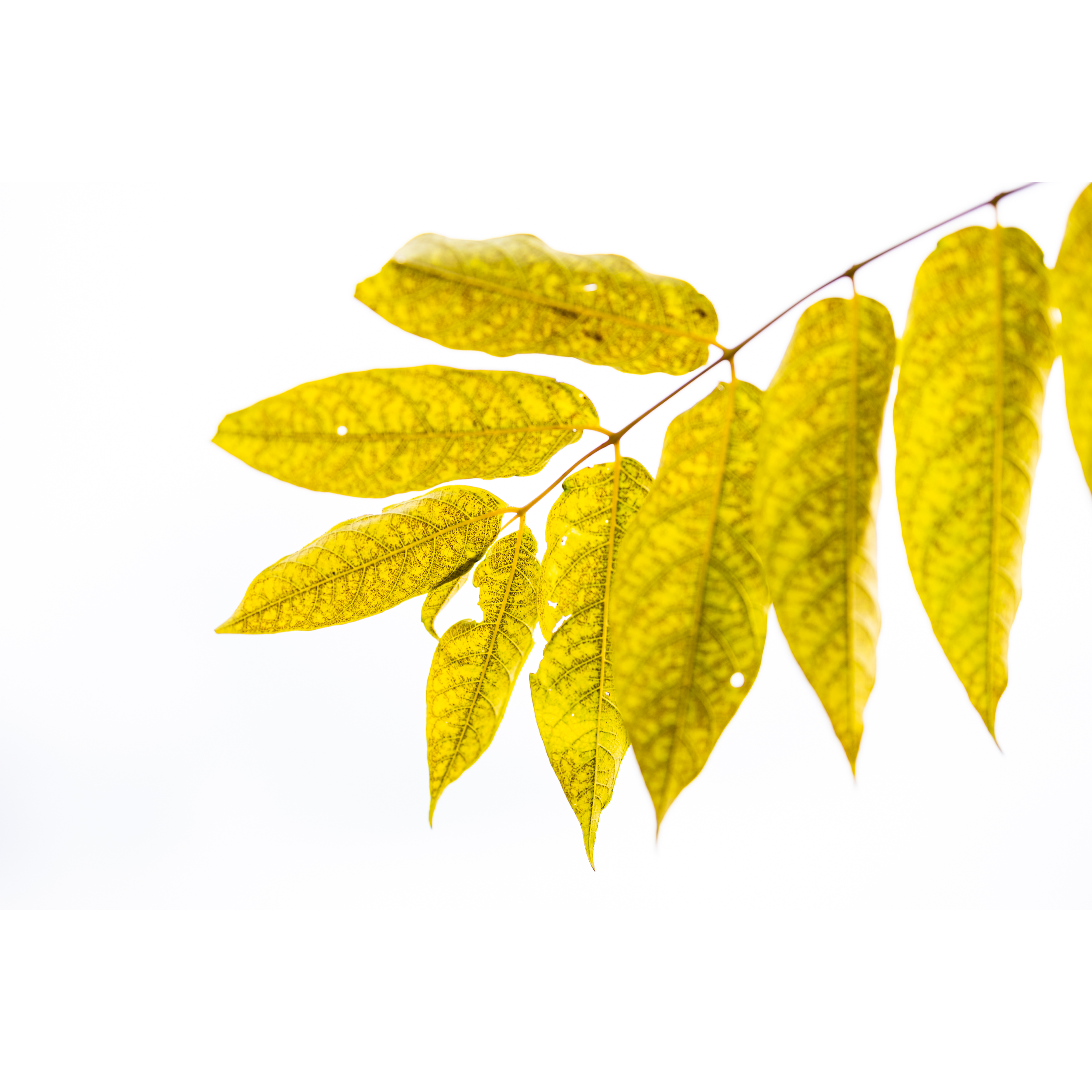 Autumn XI