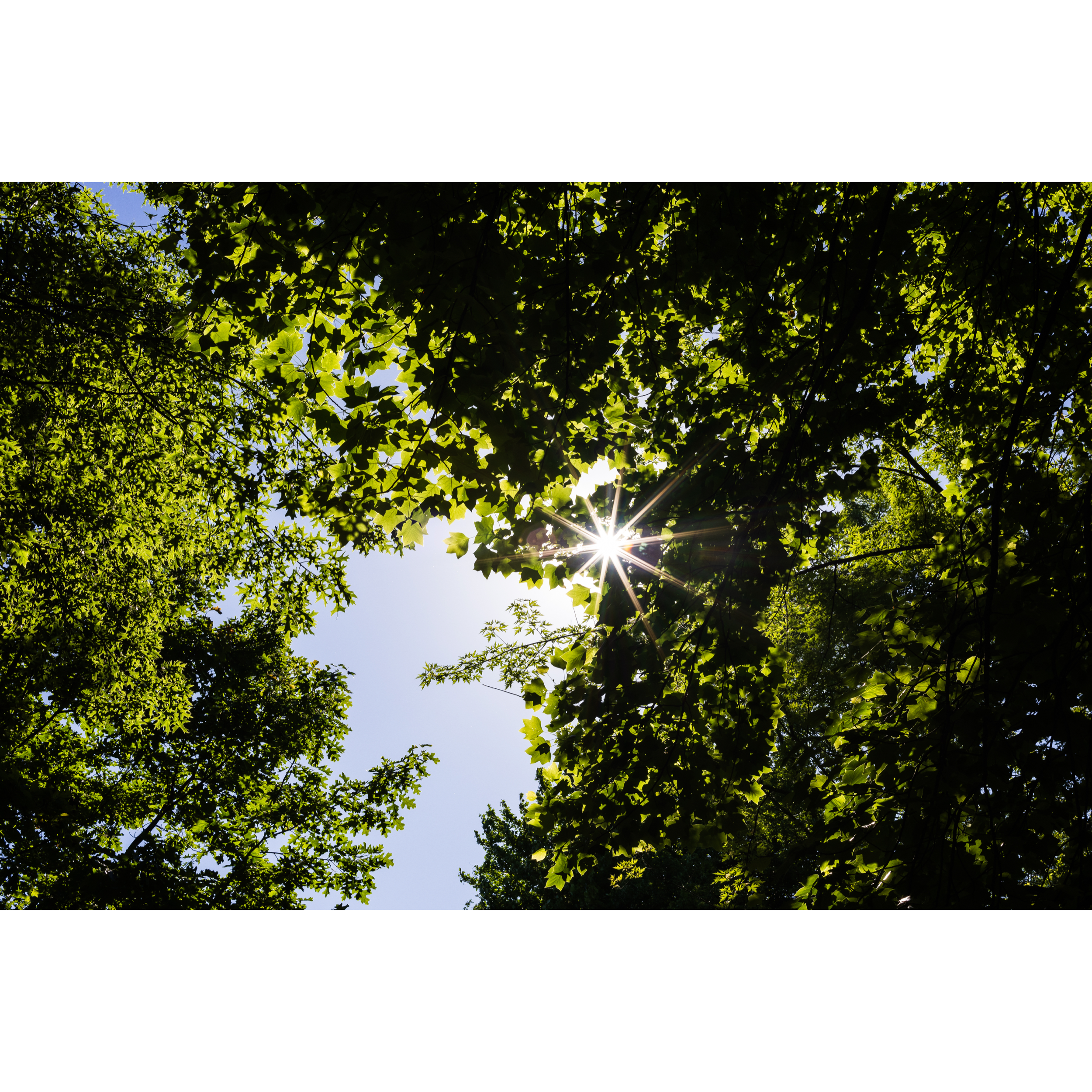 Sun V