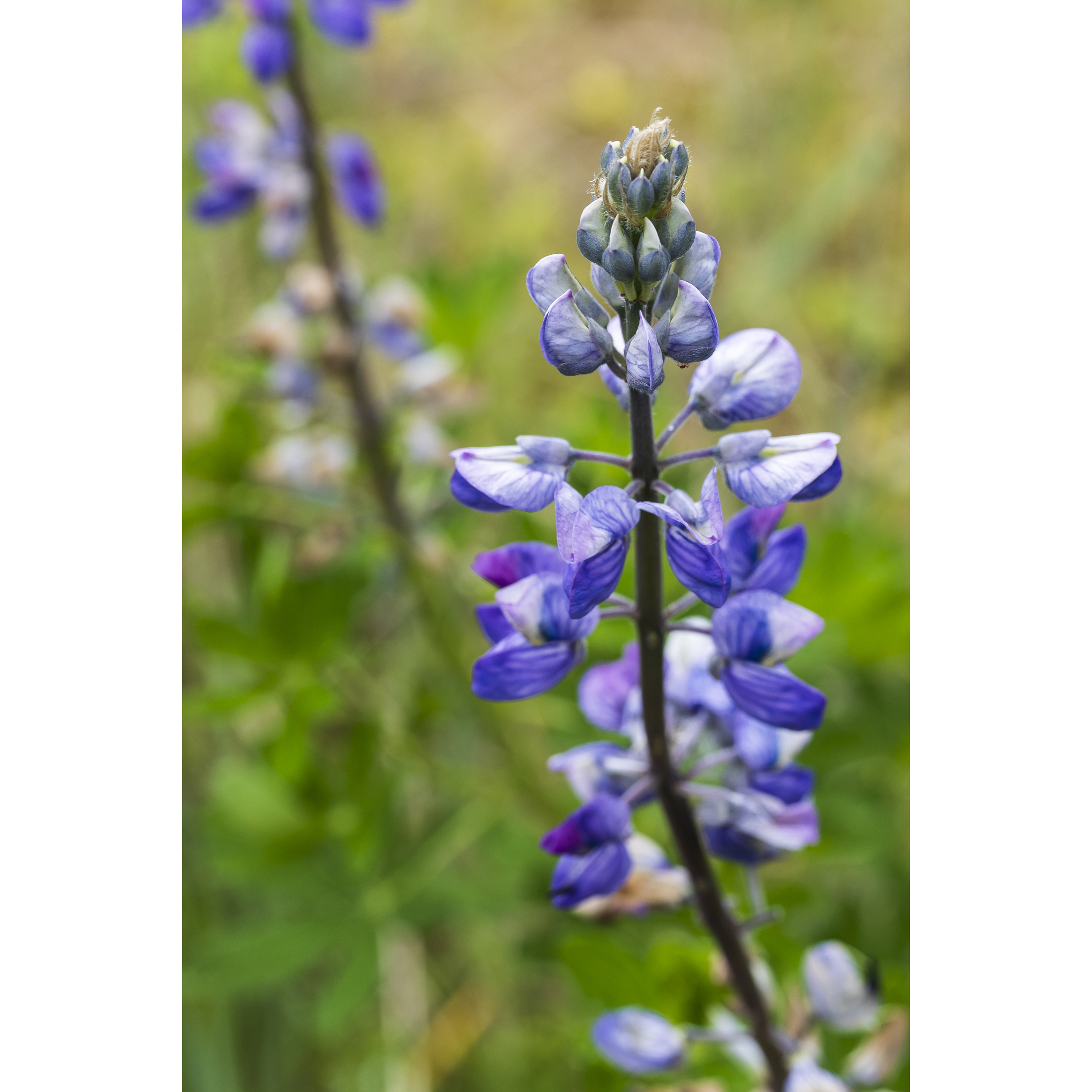 Lupine III
