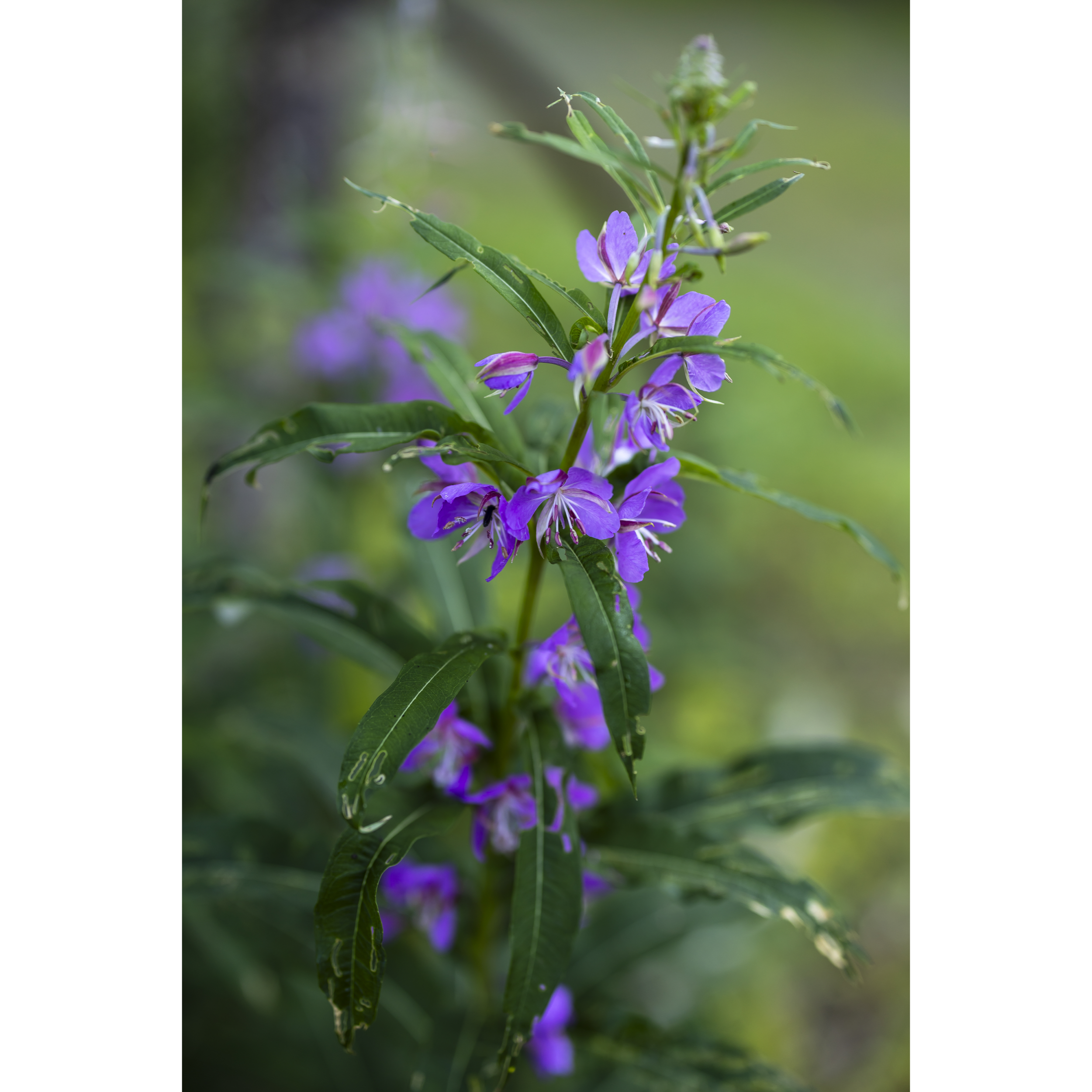 Fireweed II