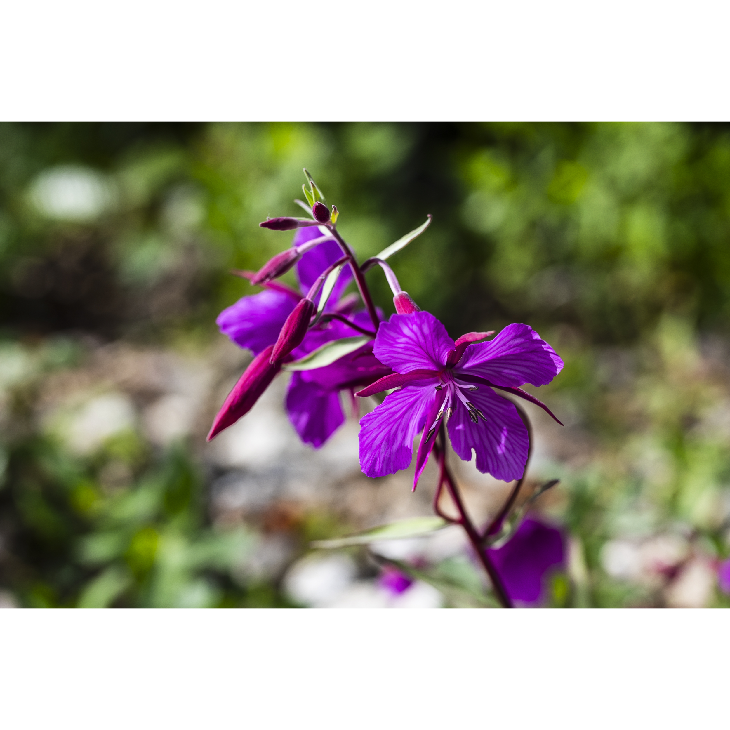 Dwarf Fireweed