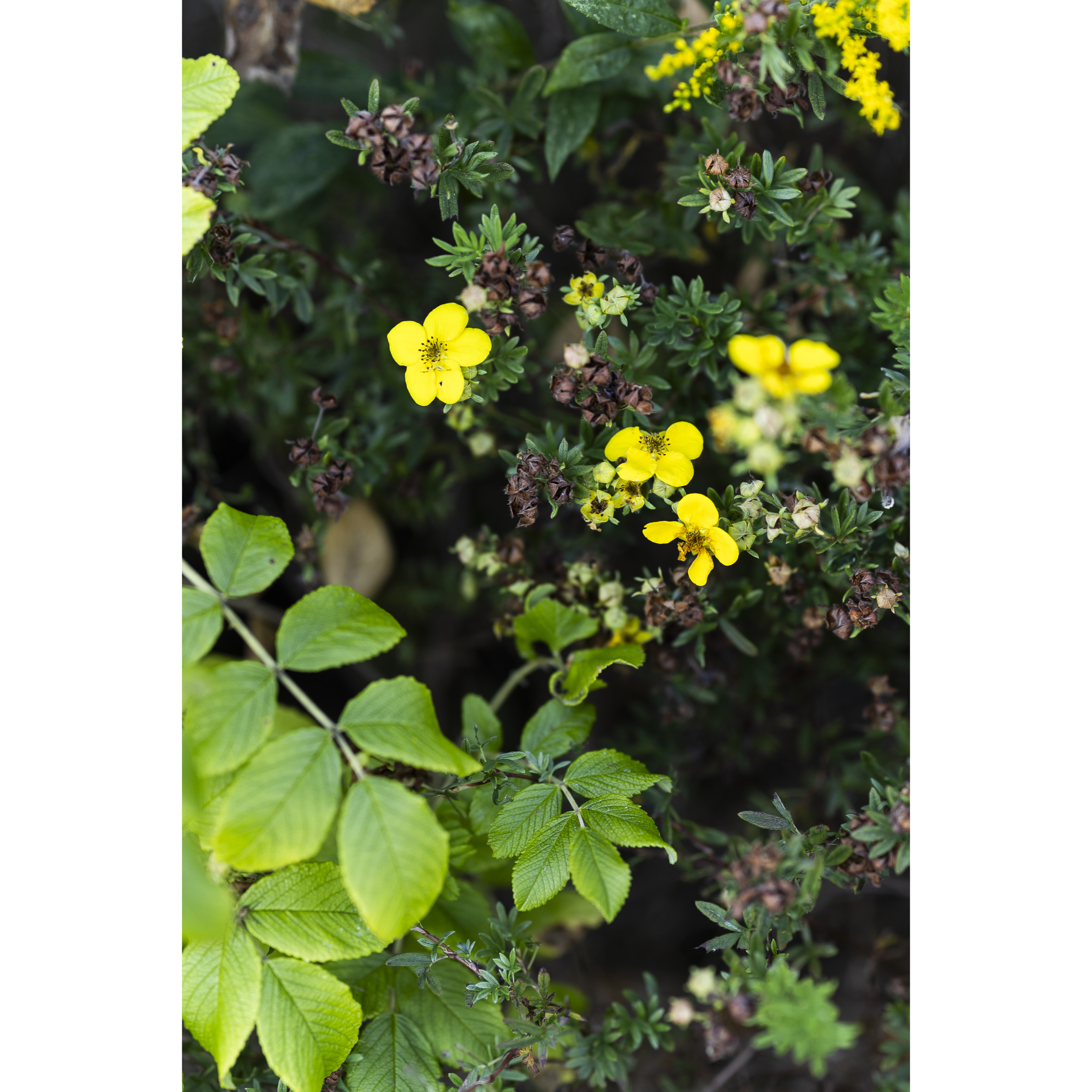 Cinquefoil