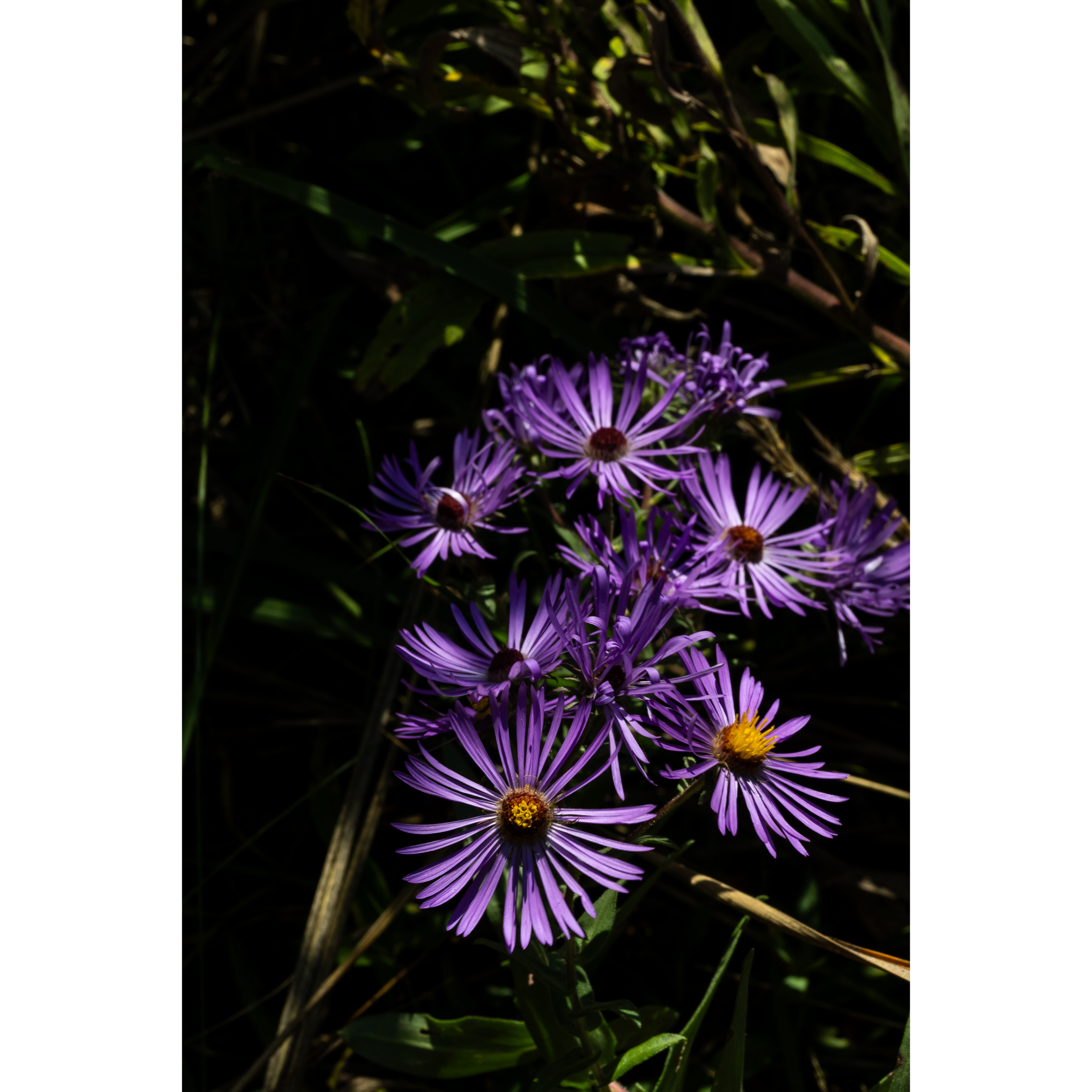 Asters III