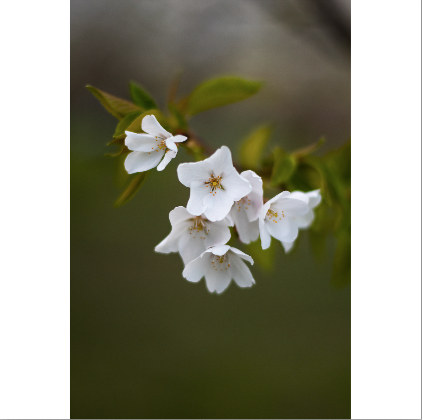 Cherry Blossoms II