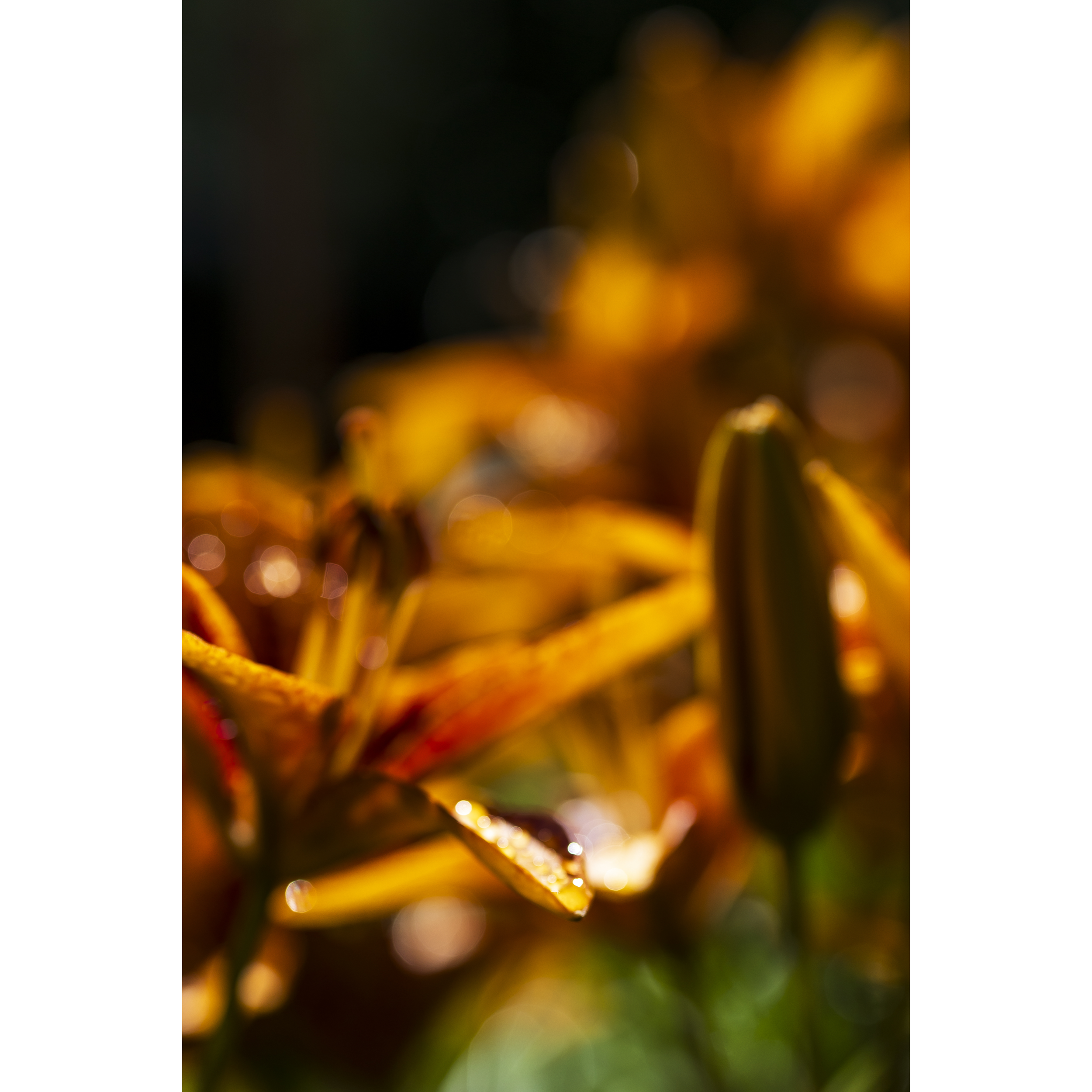 Memory of Daylilies