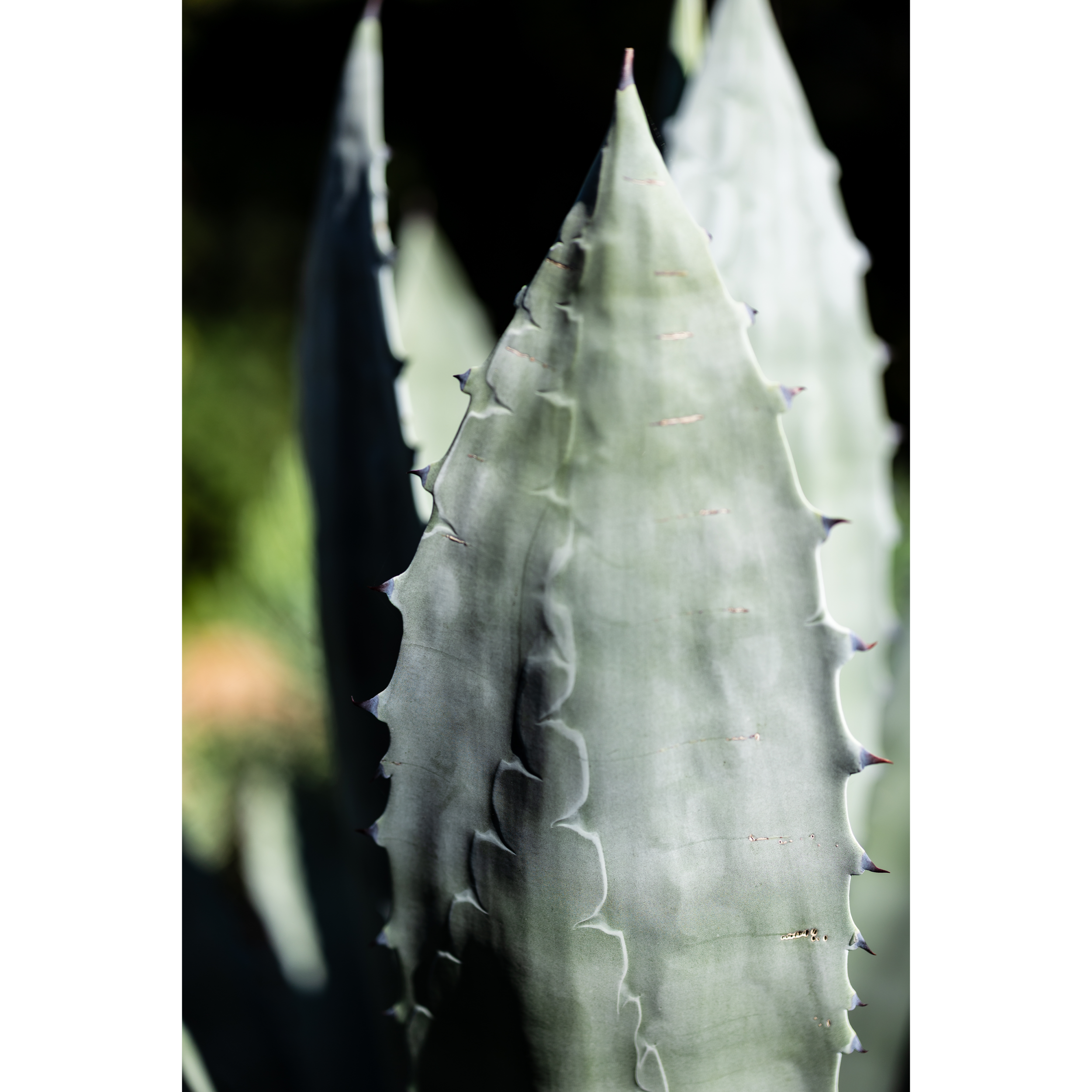 Agave