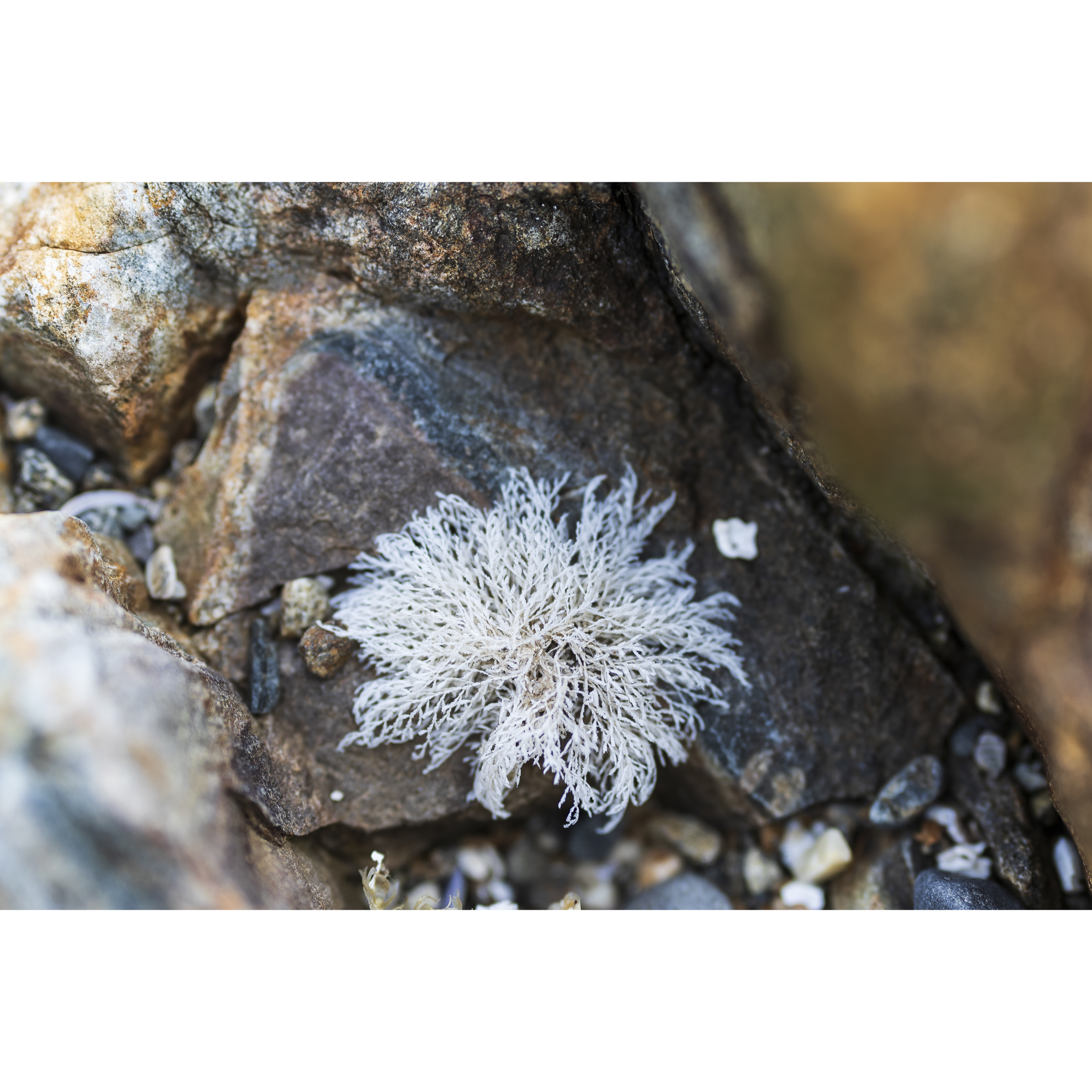 Bleached Coral Weed