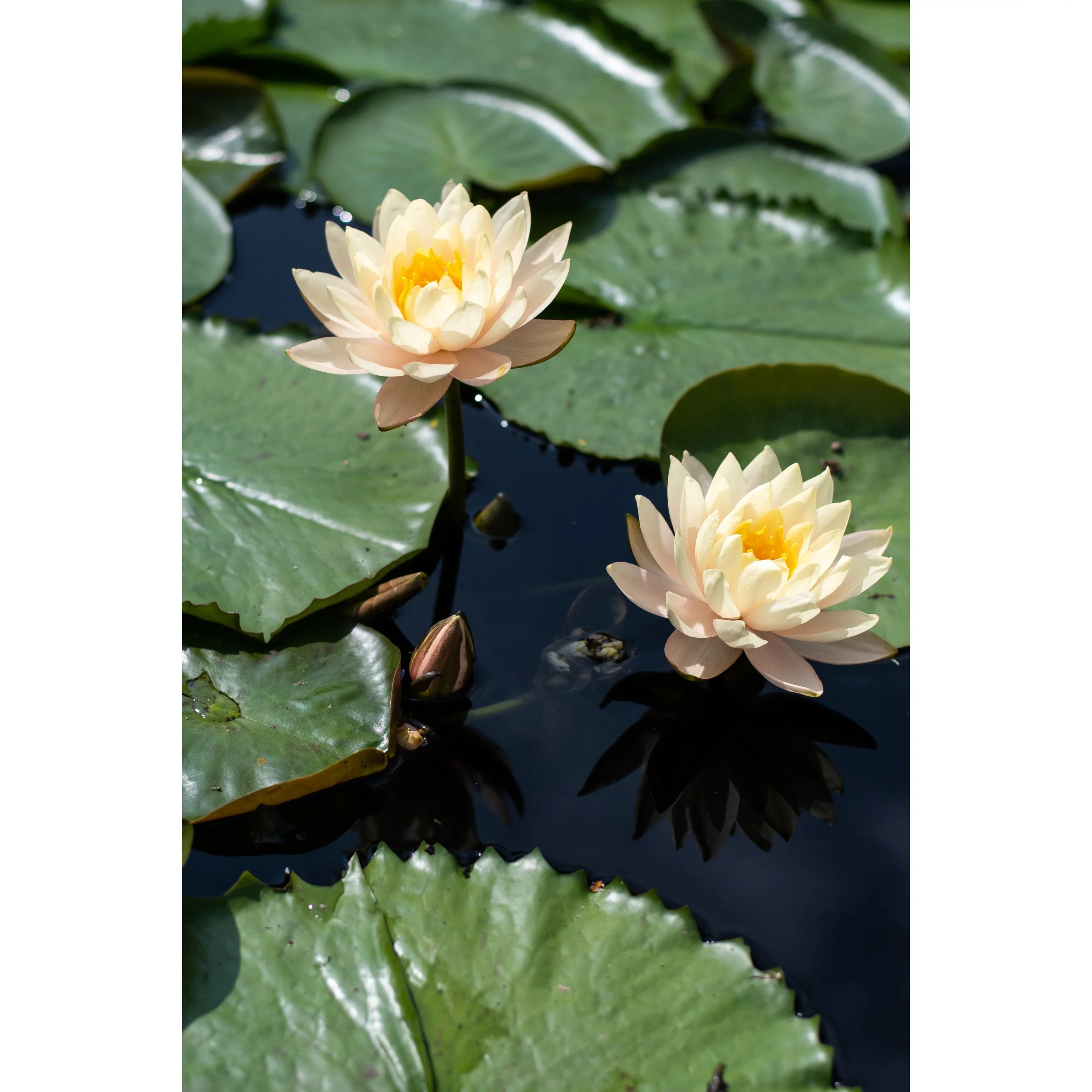 Waterlily I