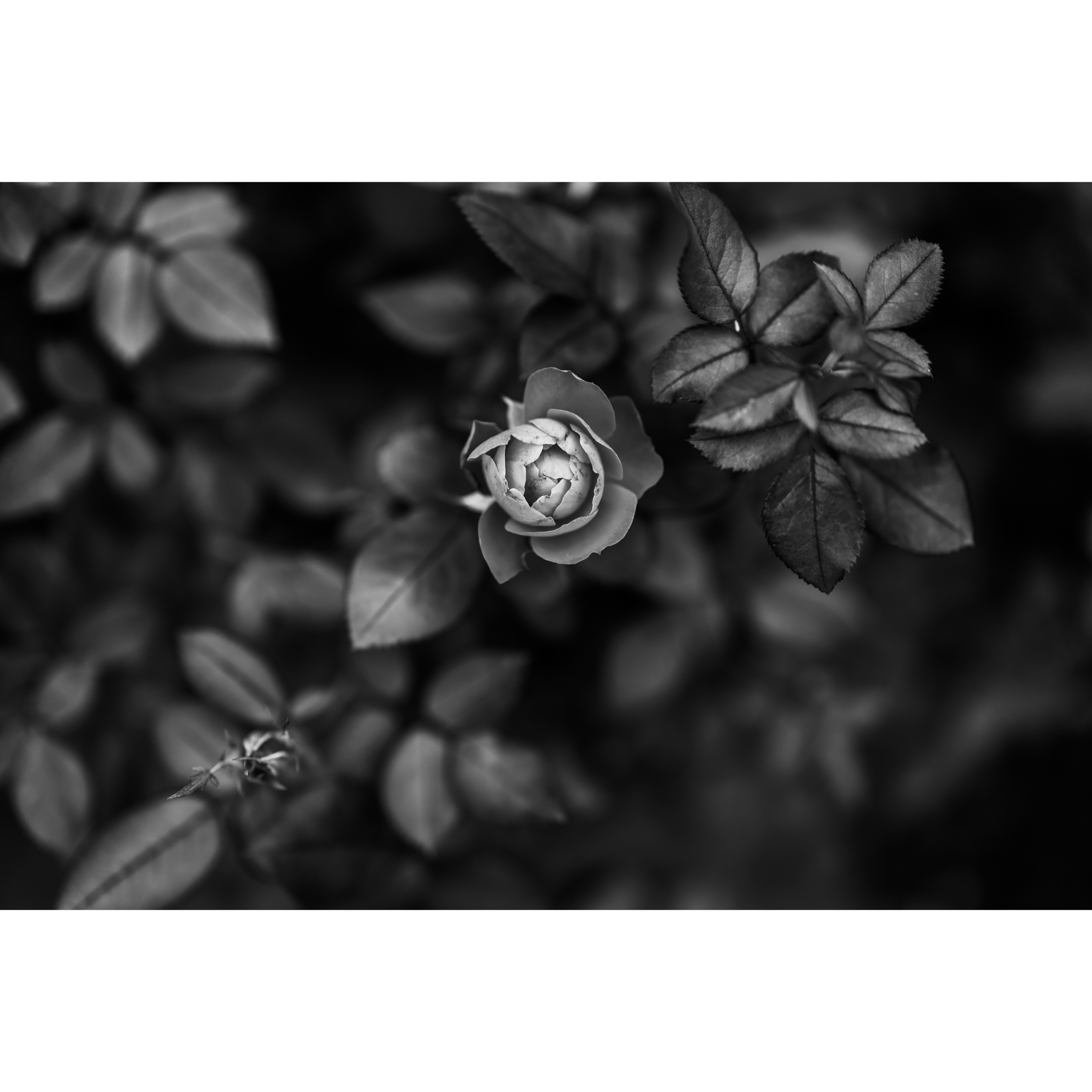 Roses II