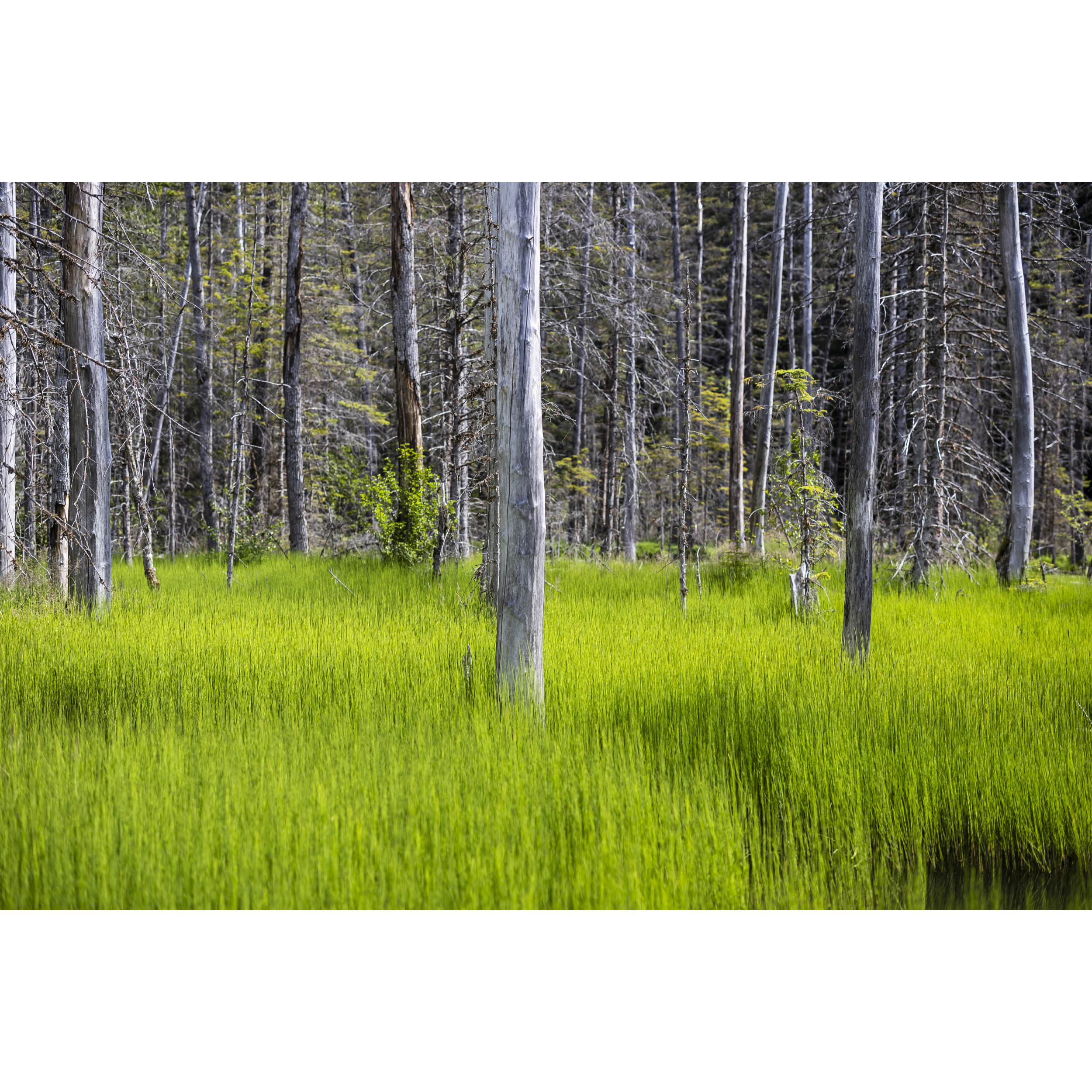 Chilkoot Trail