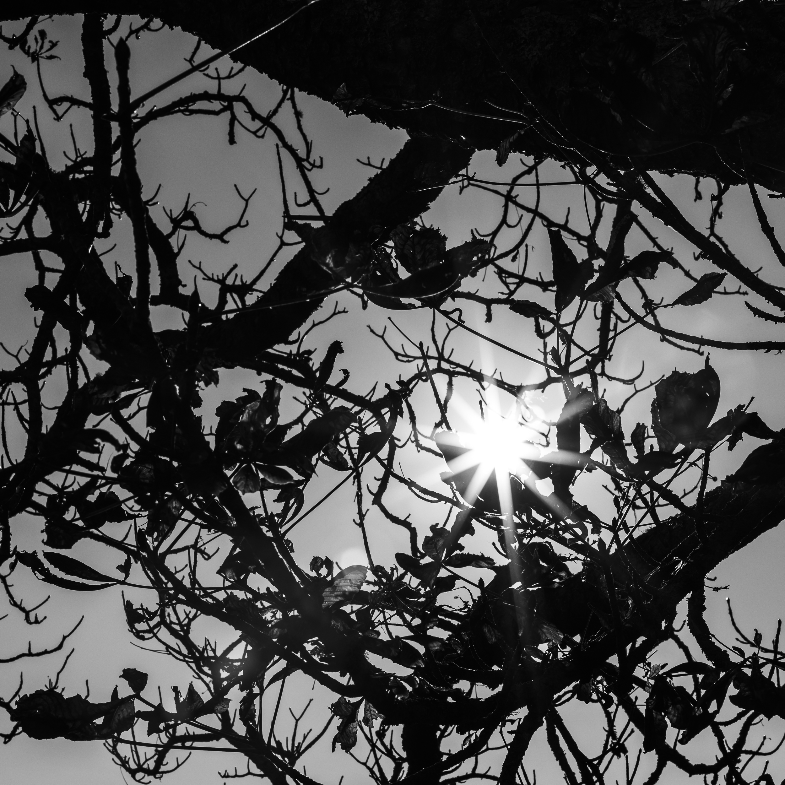 Sun VII