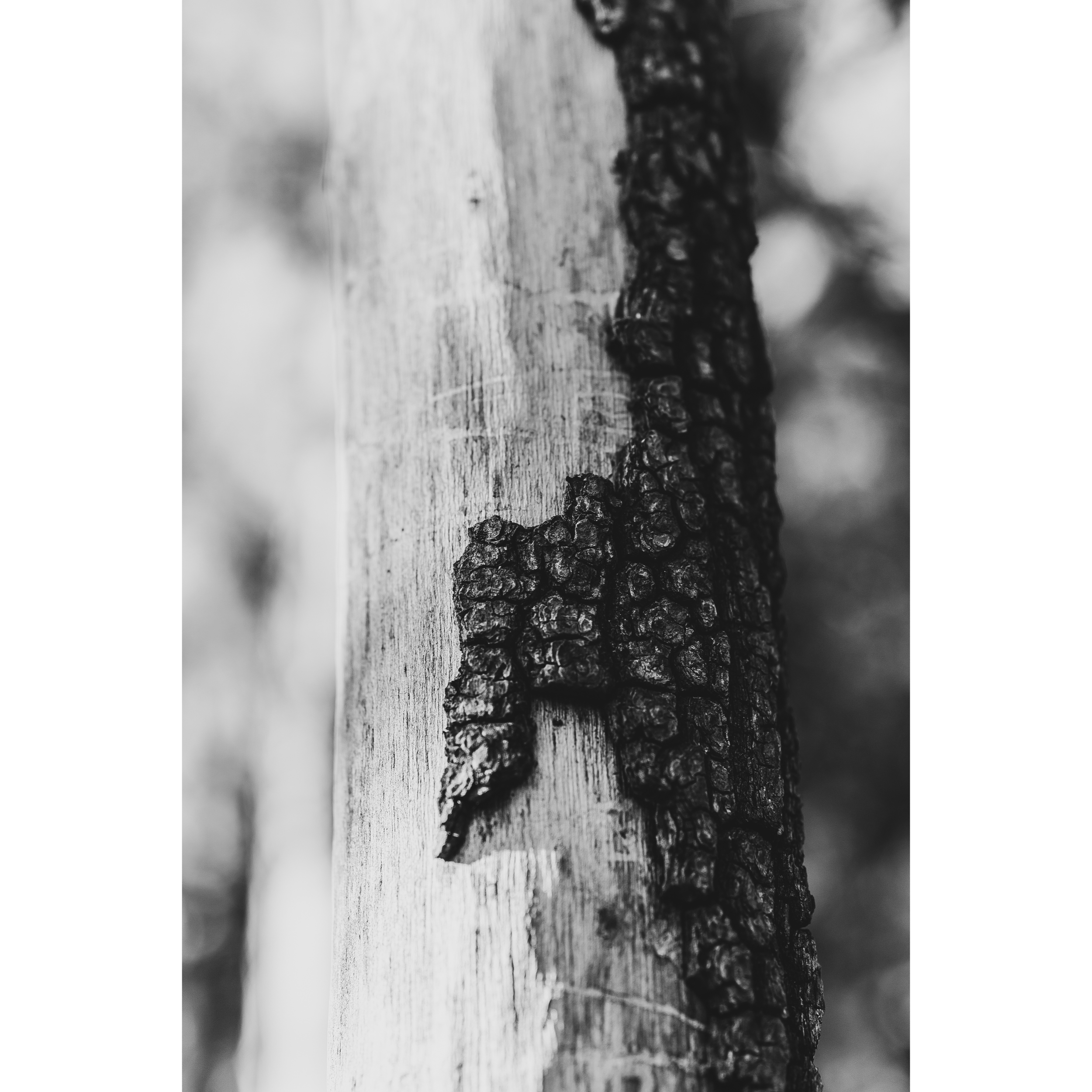 Tree Bark VI