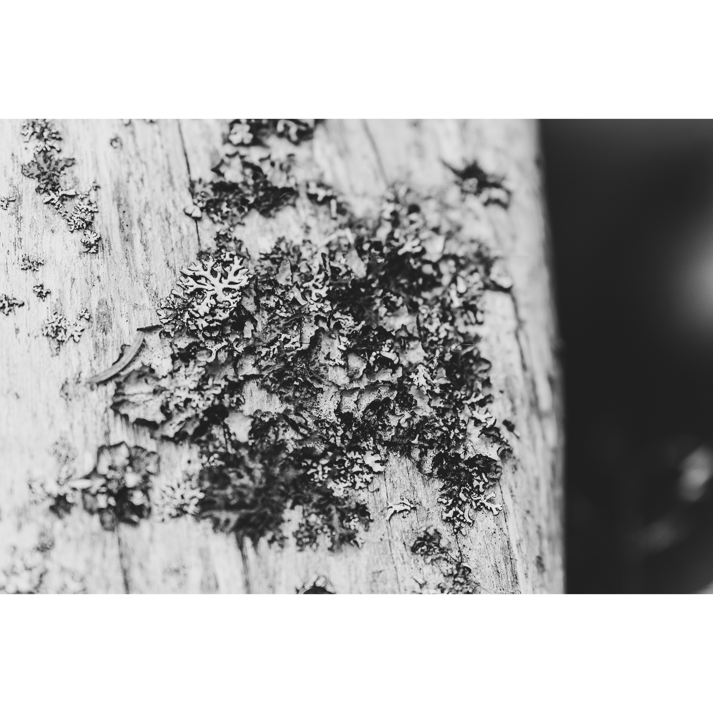 Lichen IV