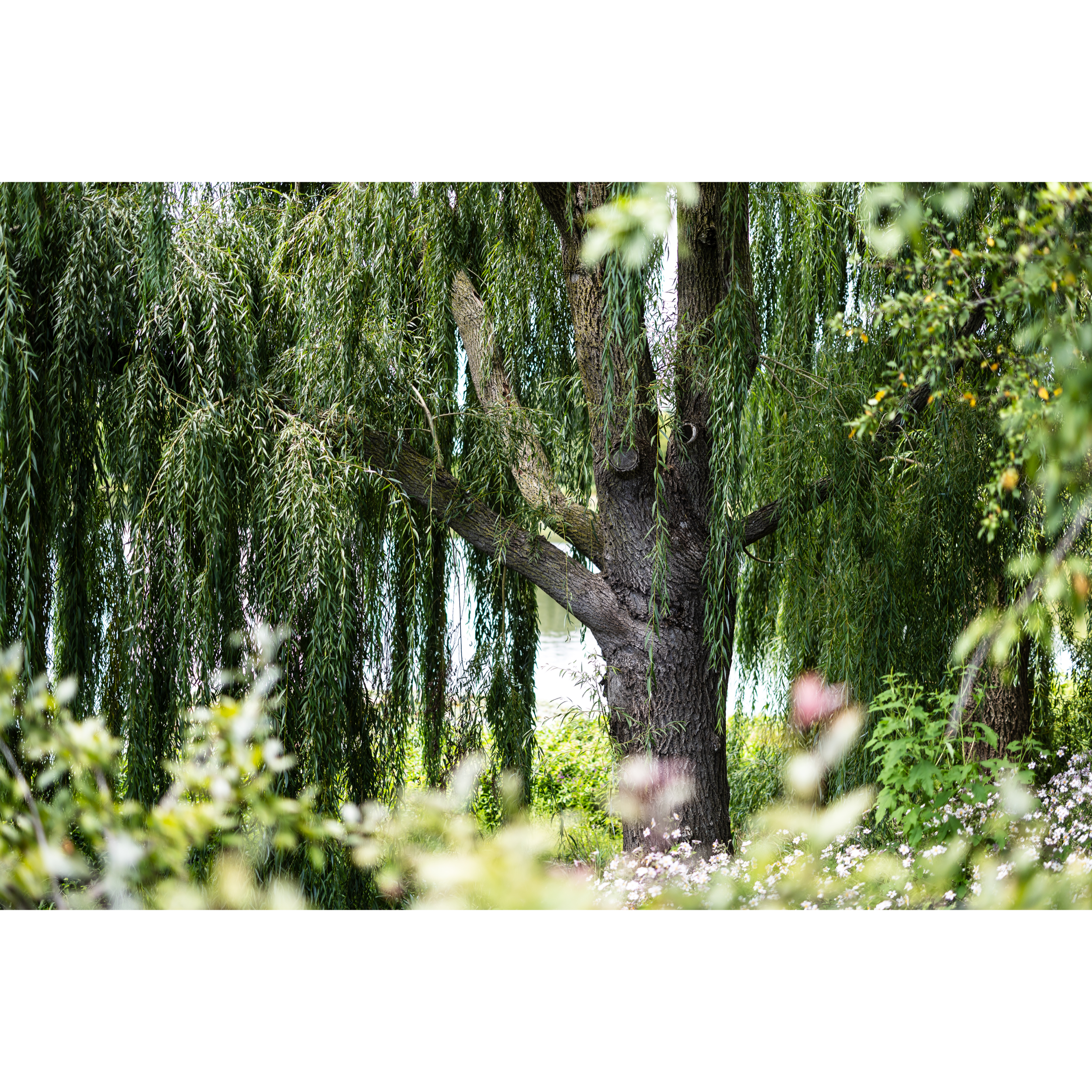 Weeping Willow I