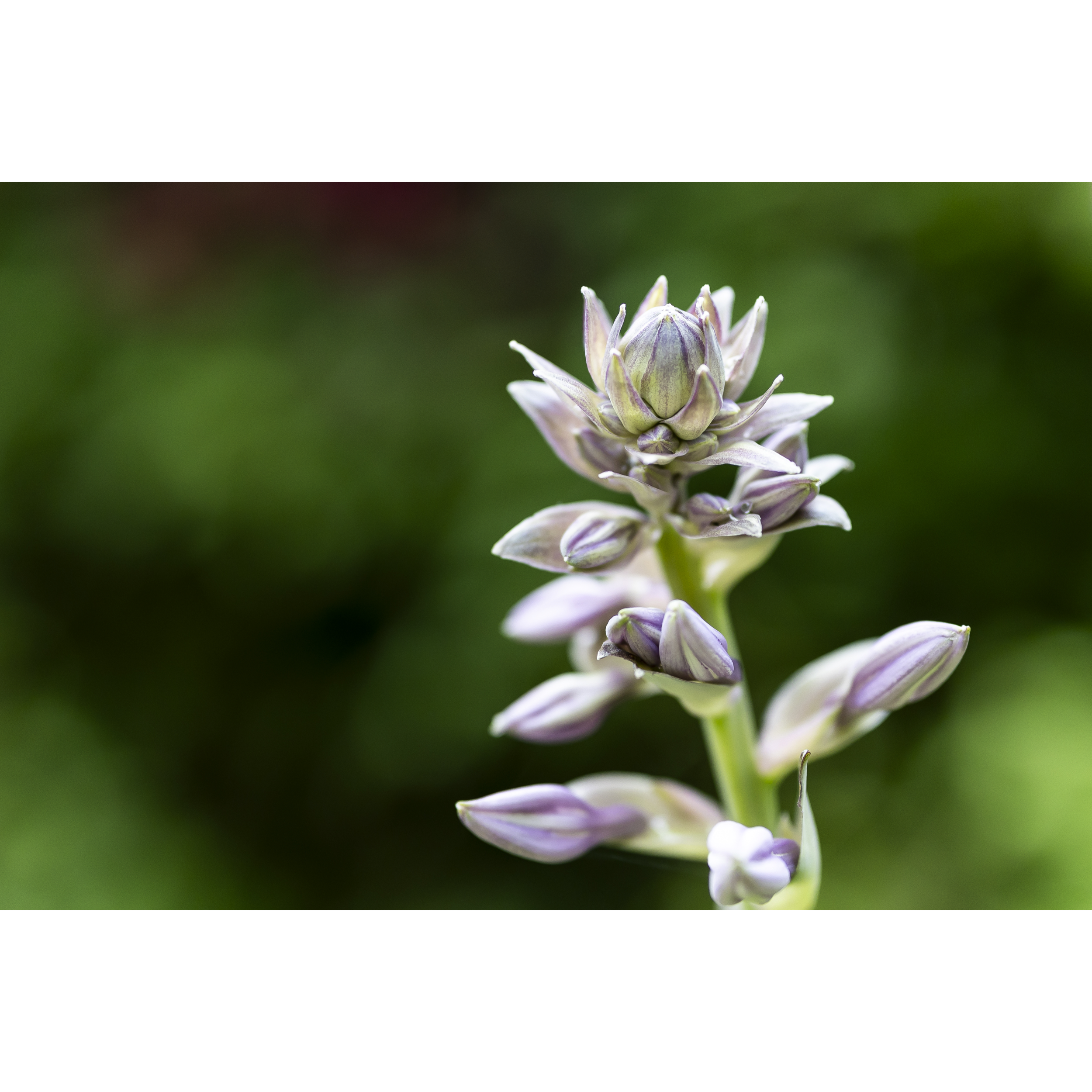 Hosta II