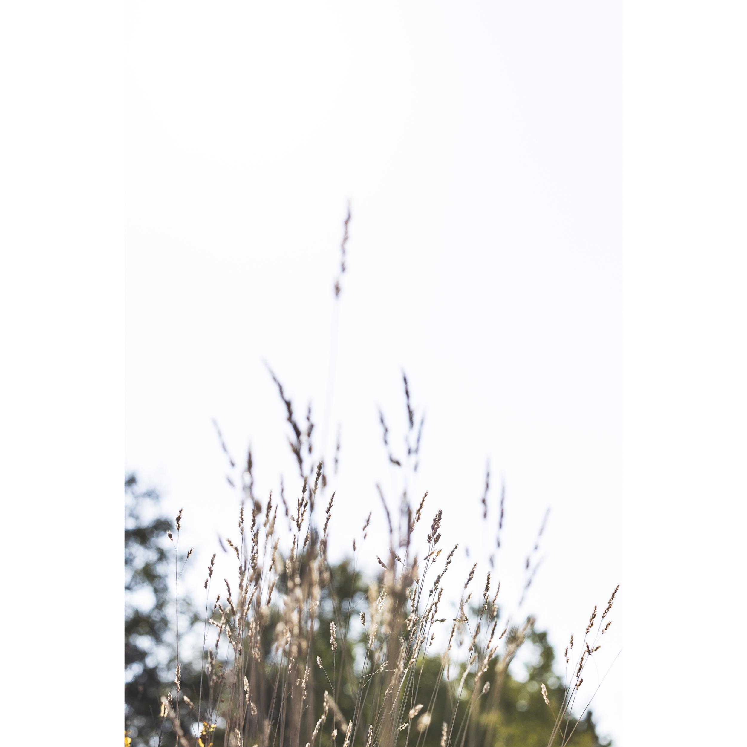 Maine Grass III