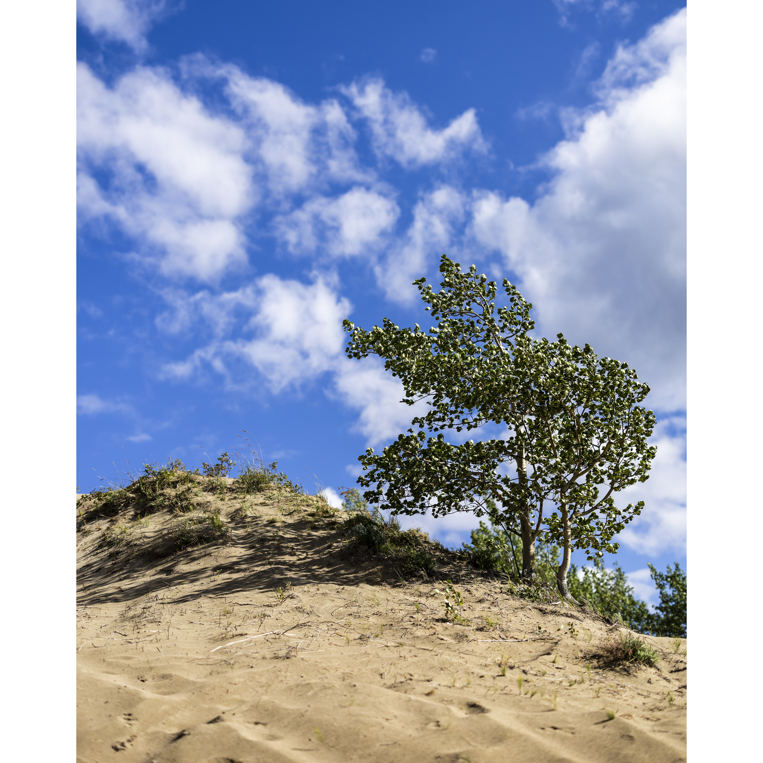 Dune