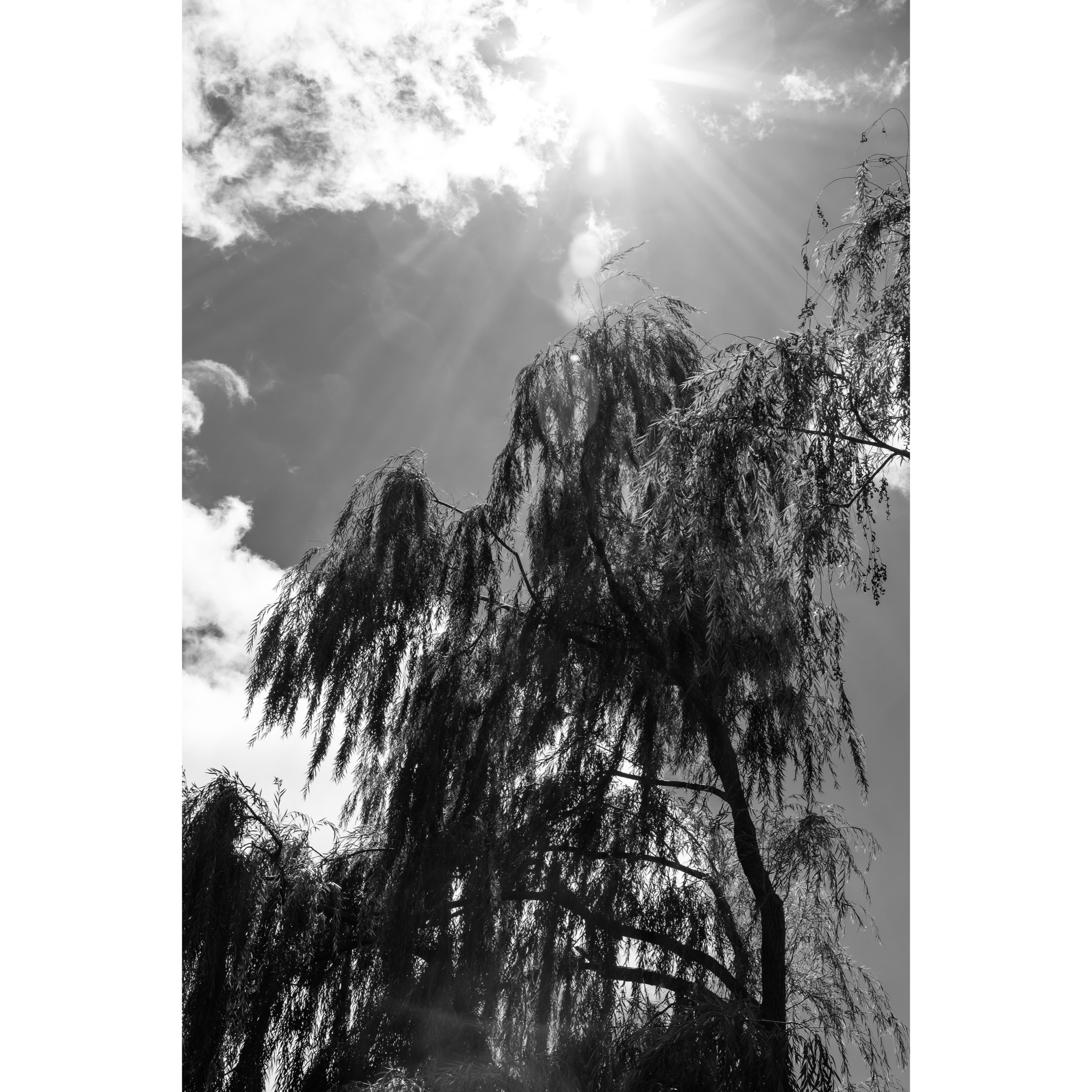 Sun XX
