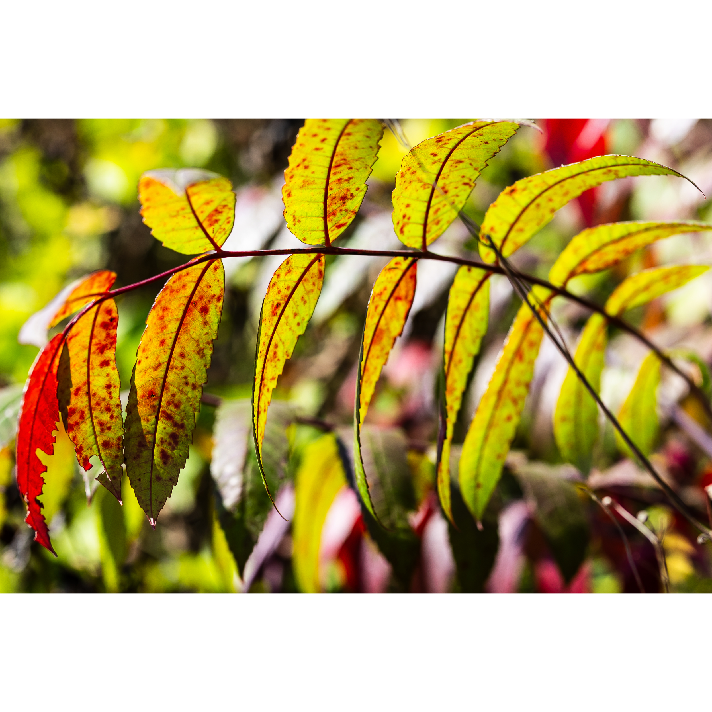 Autumn X