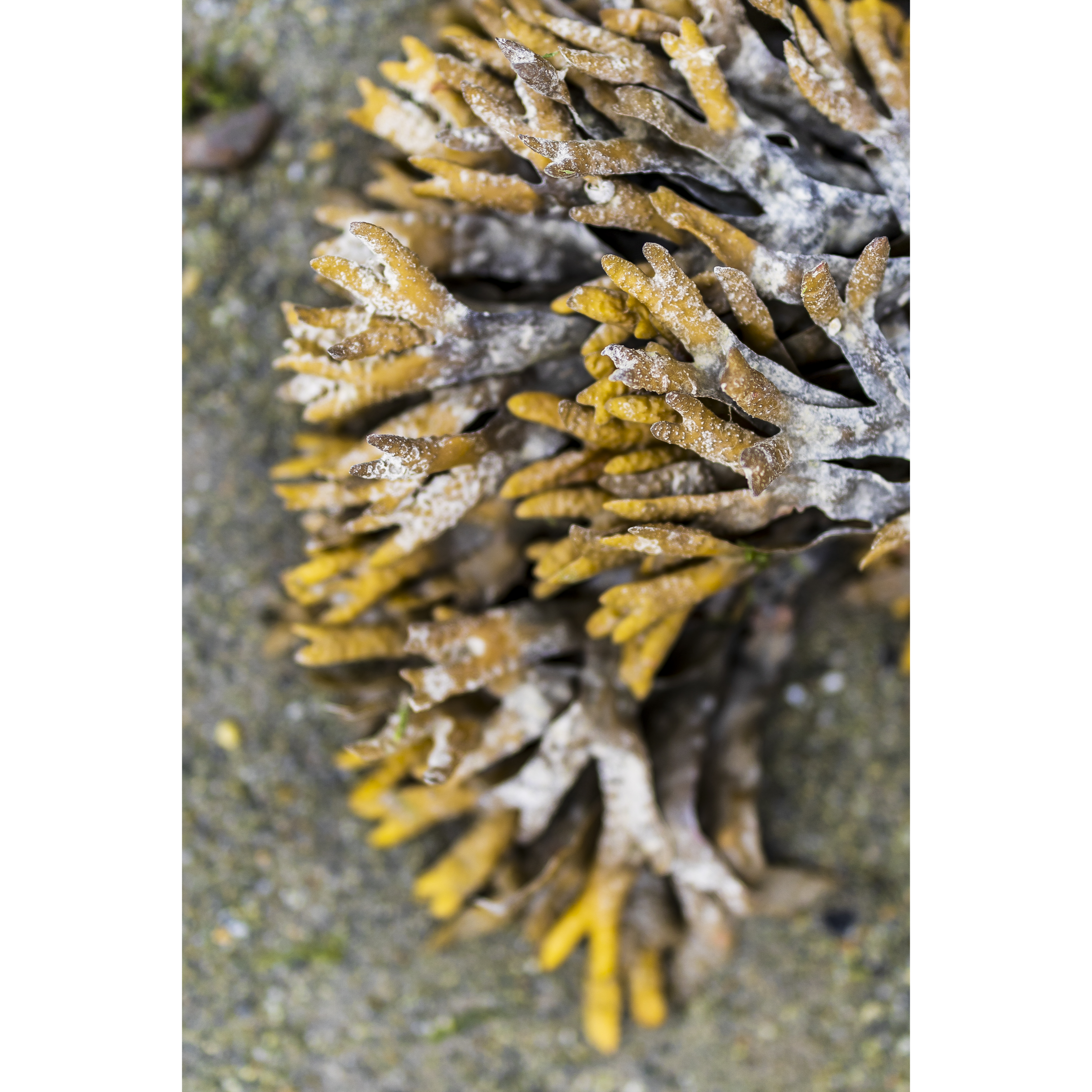 Salt-Crusted Wrack II