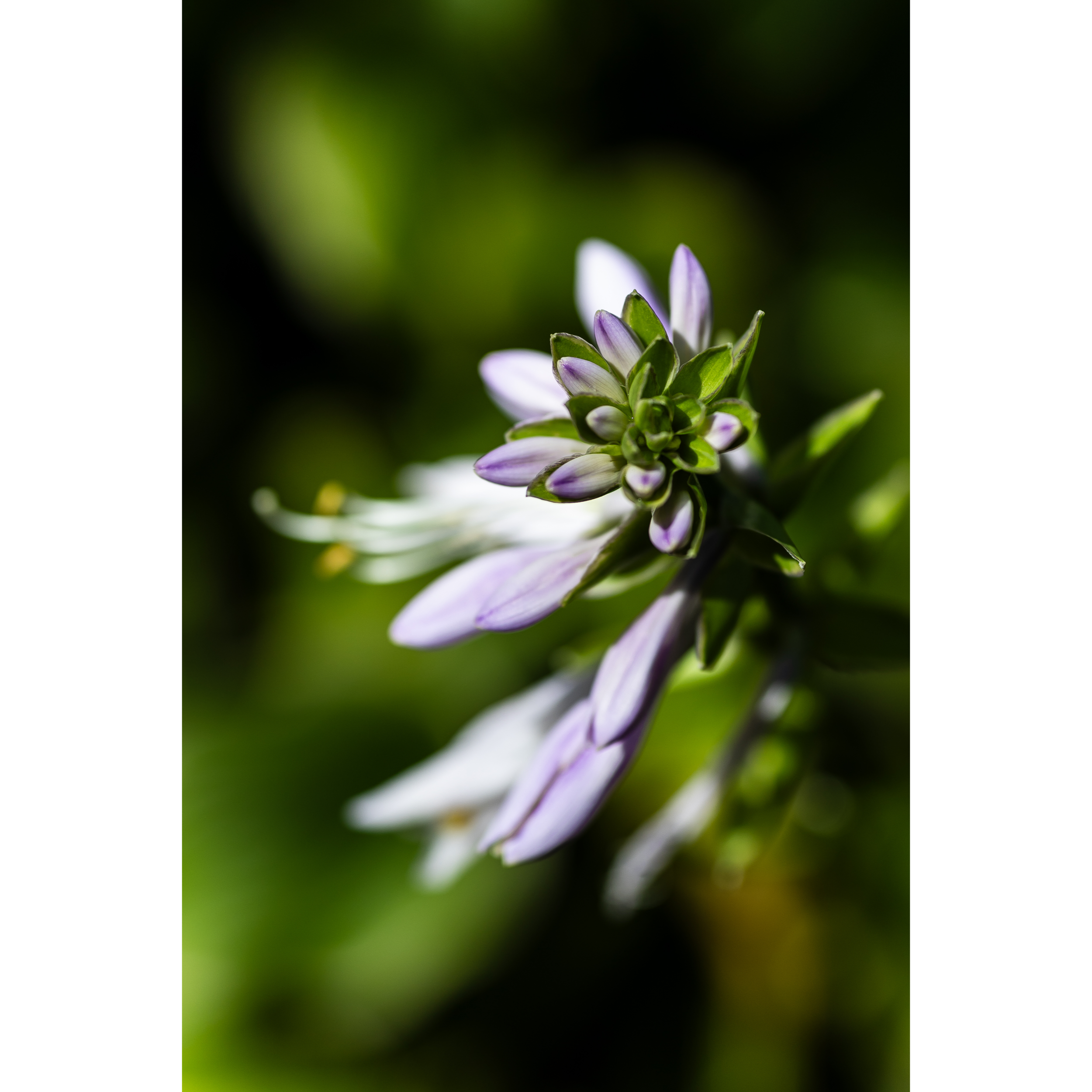 Hosta I