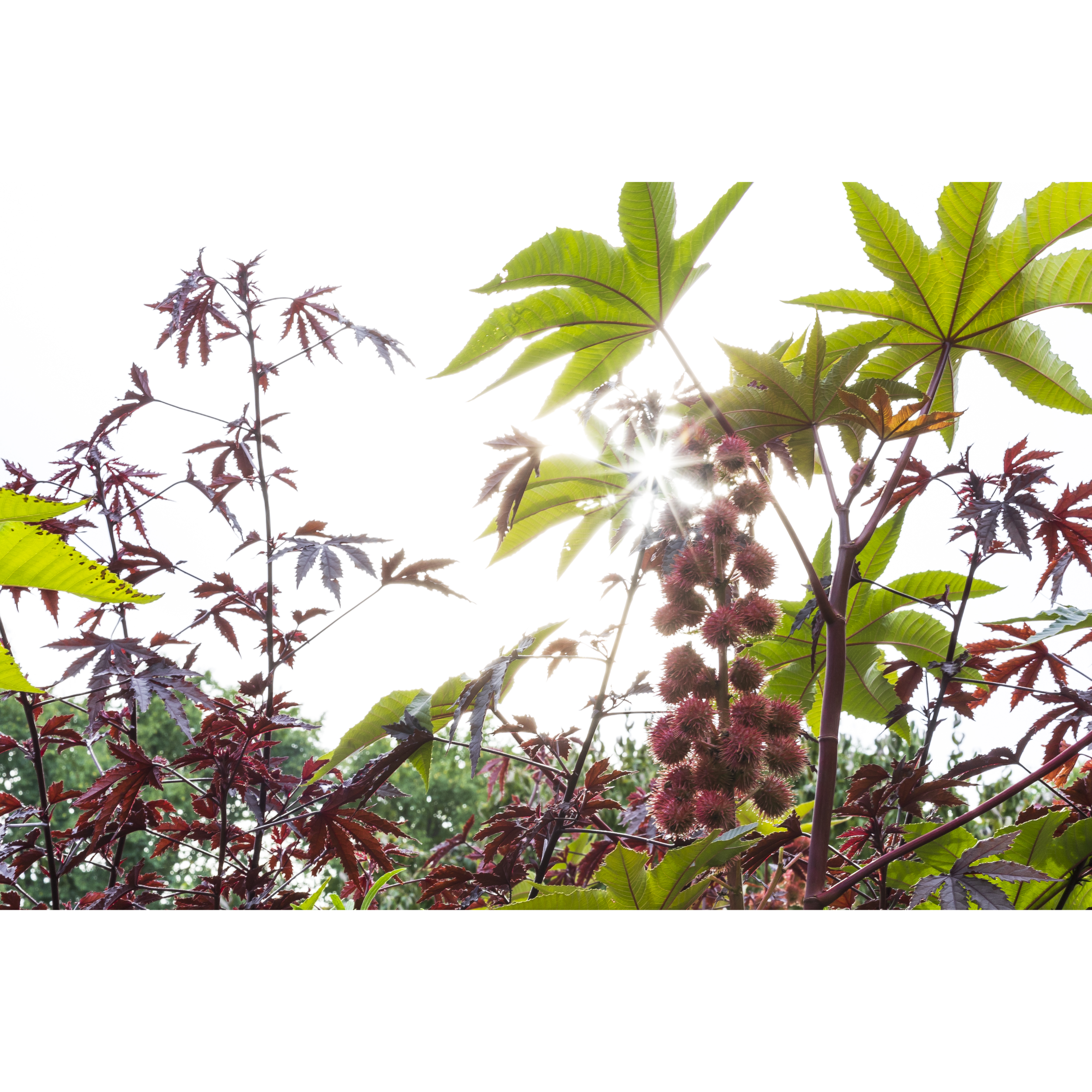 Castor Bean
