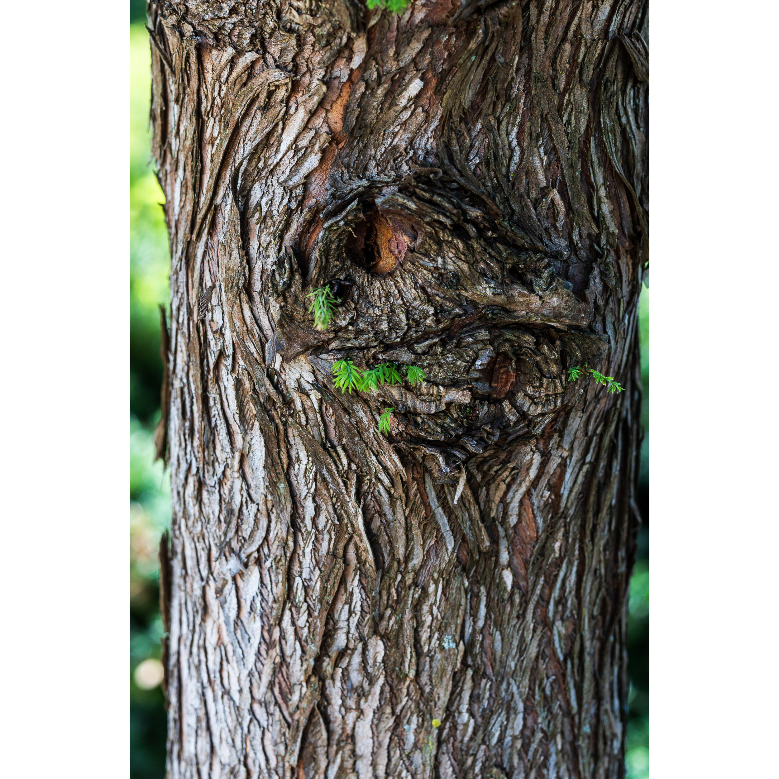 Tree Bark IV