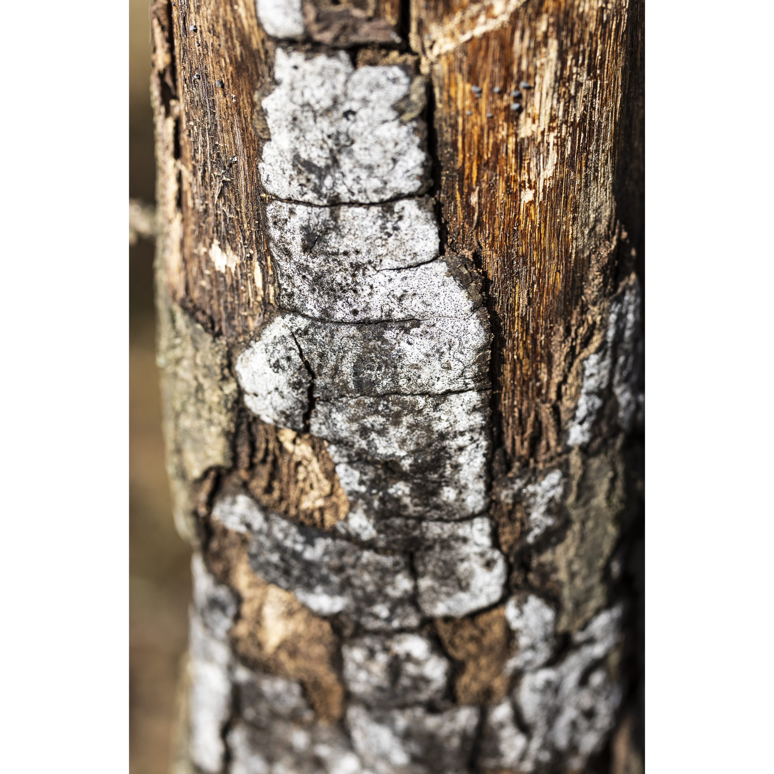 Tree Bark I