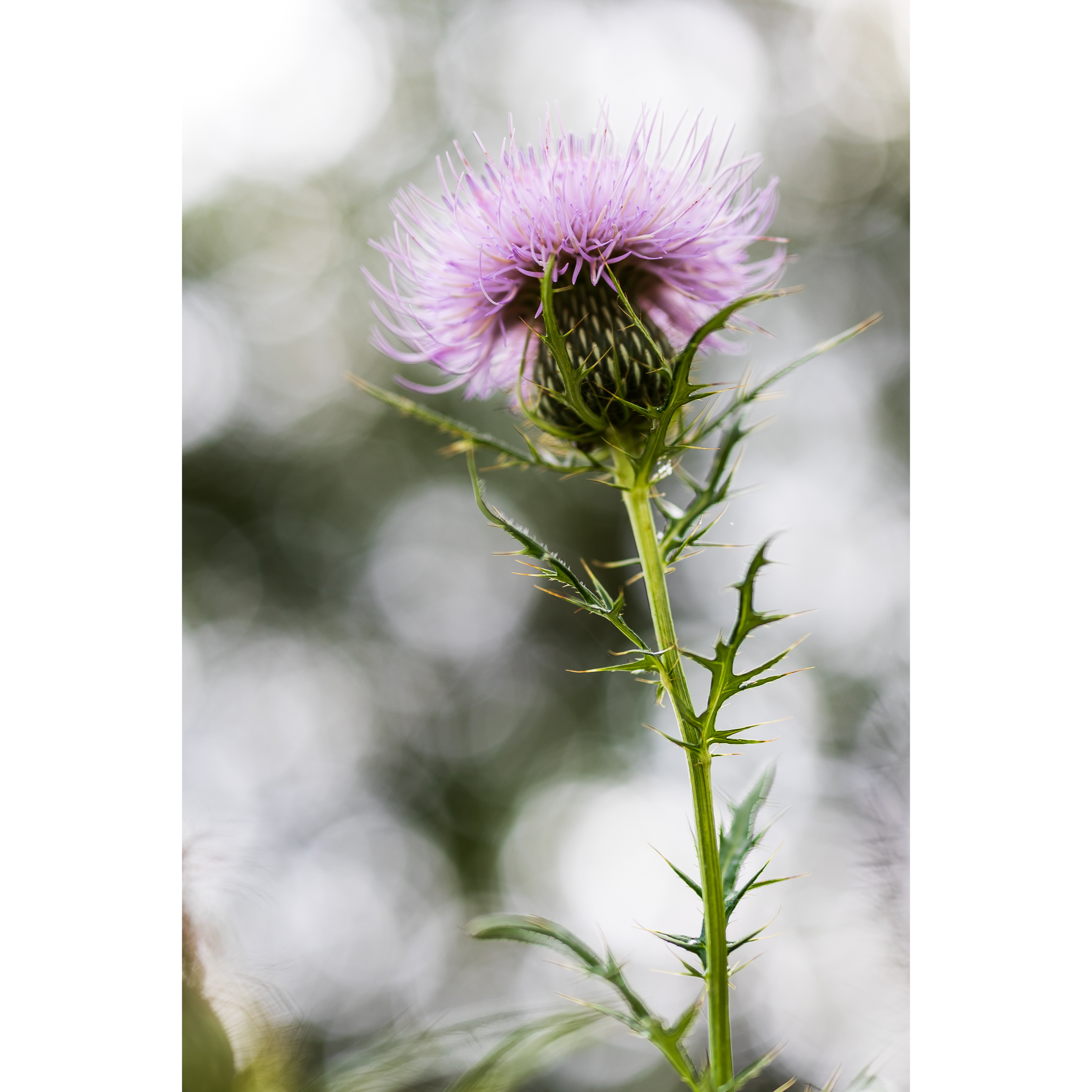 Thistle