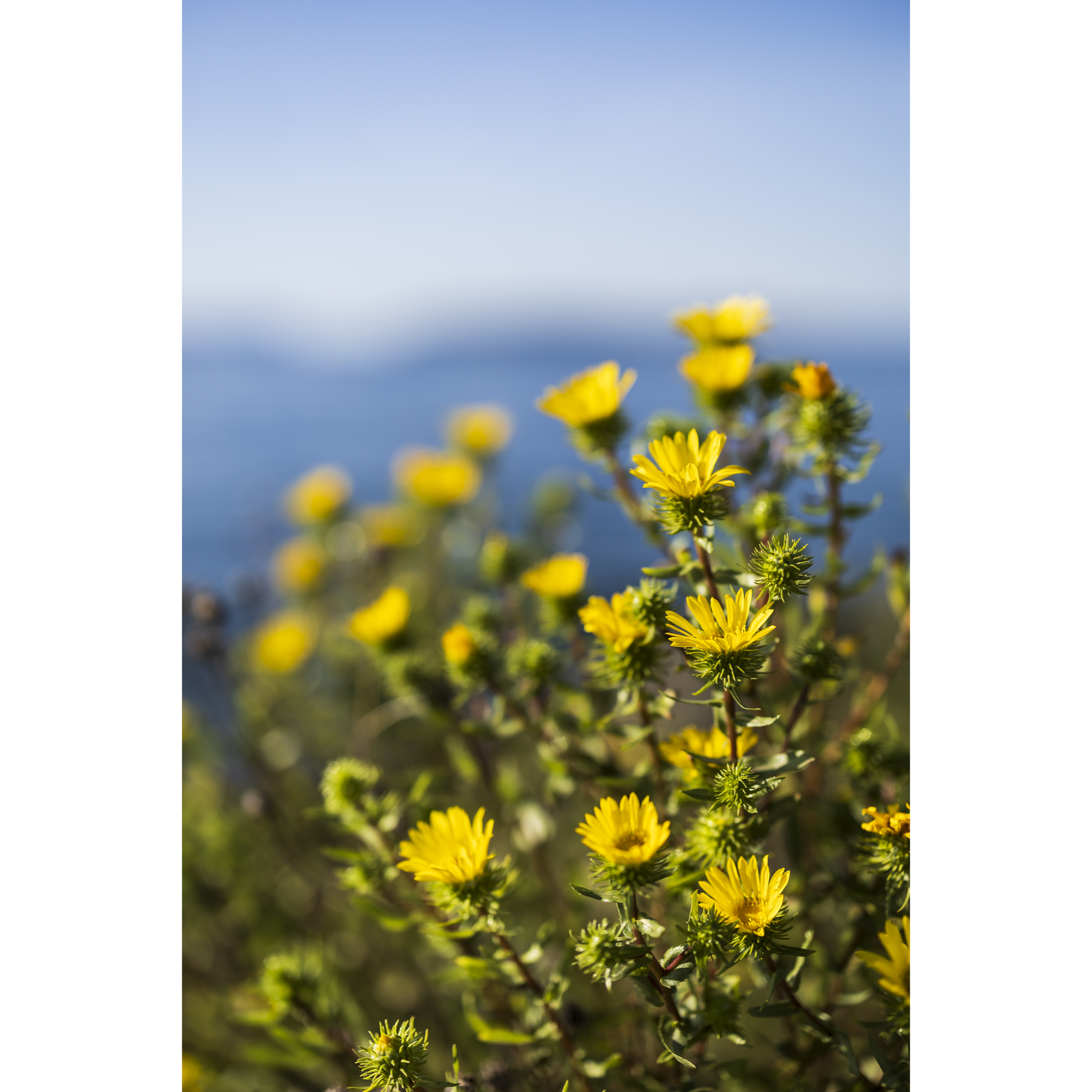 Puget Sound Gumweed
