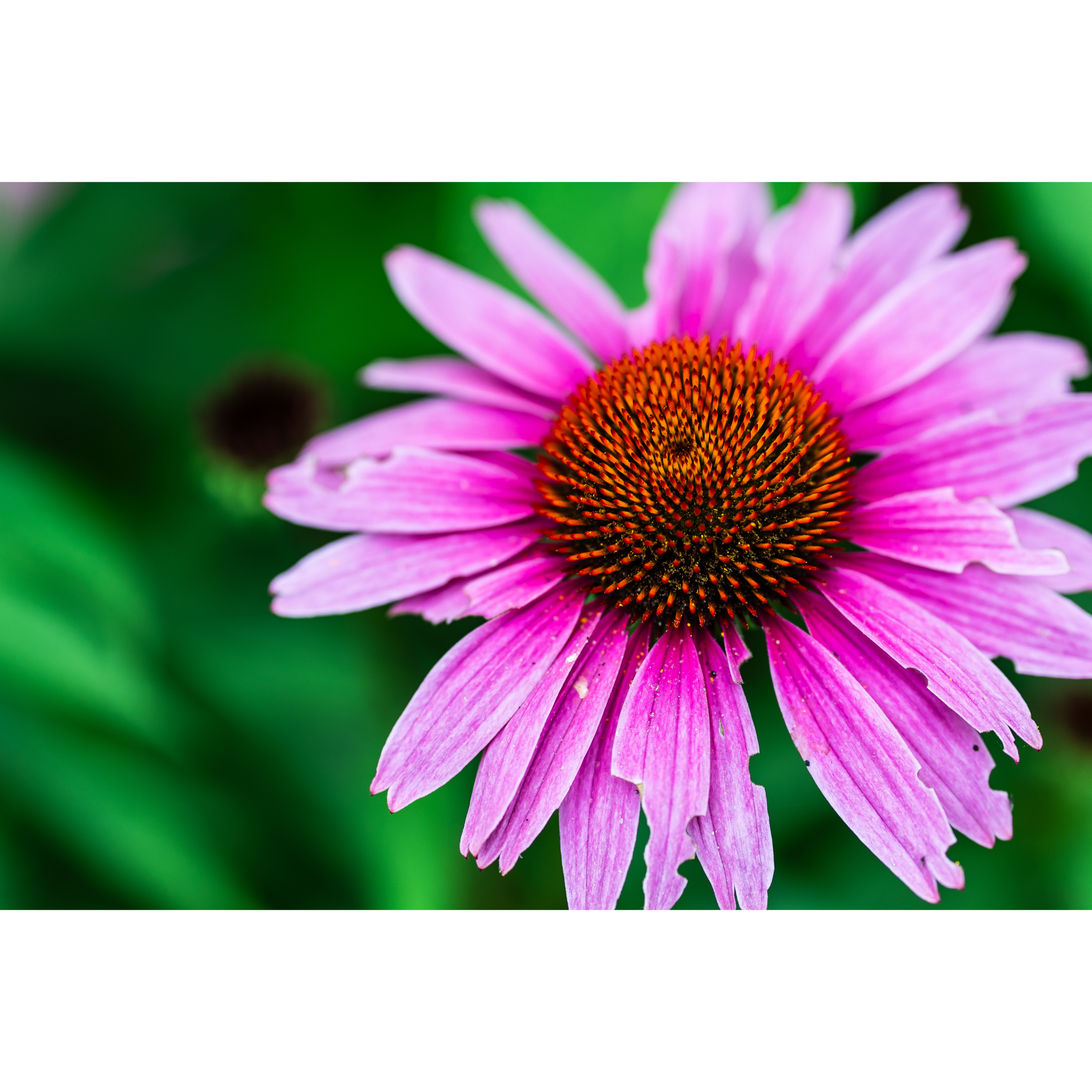 Coneflower